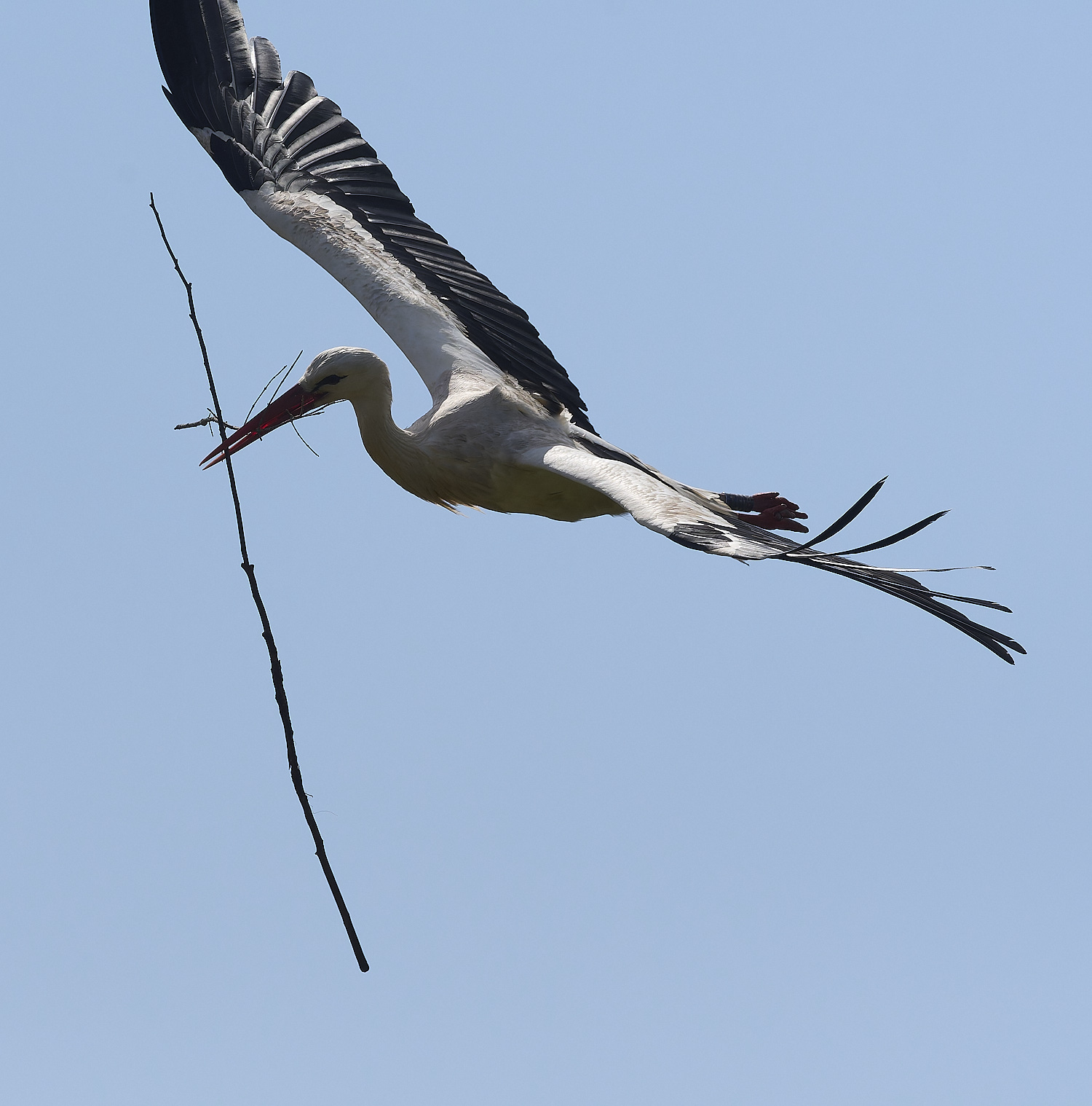 RasmaloWhiteStork220325-13-NEF-