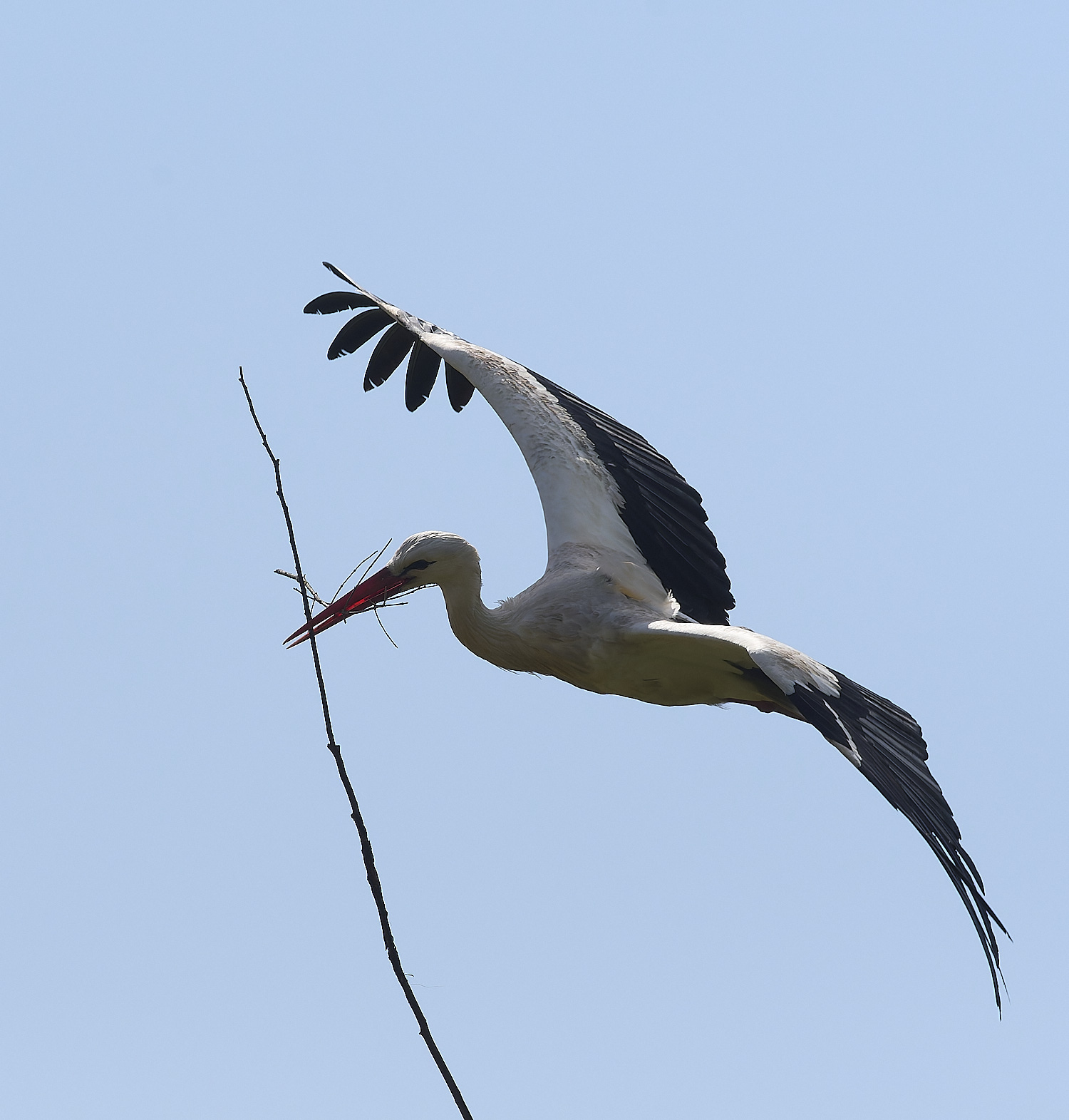 RasmaloWhiteStork220325-14-NEF-