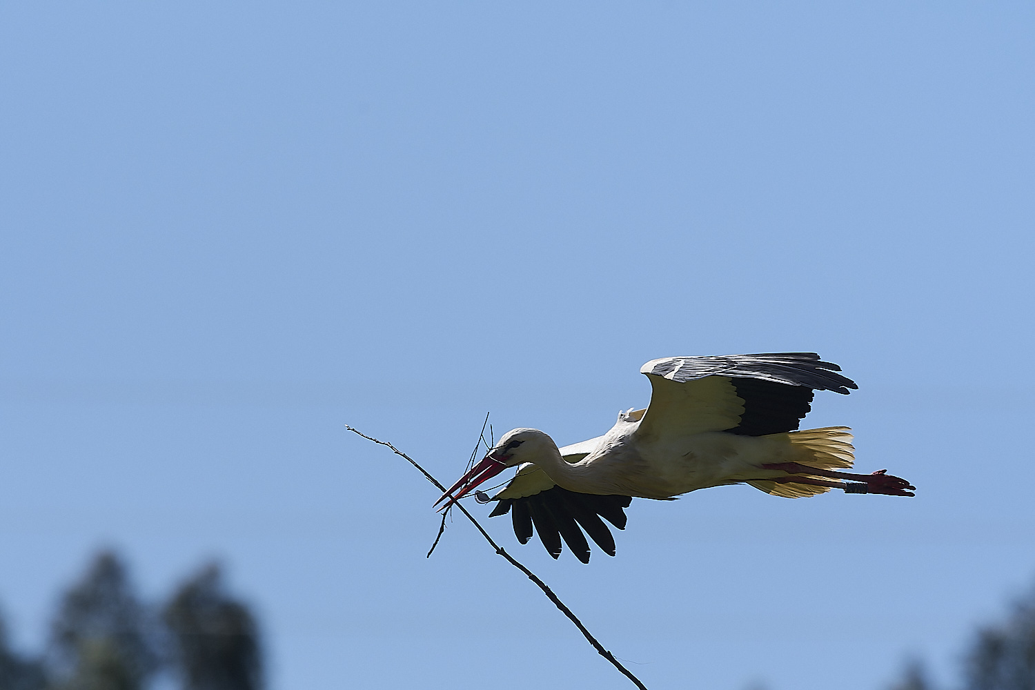 RasmaloWhiteStork220325-15-NEF-