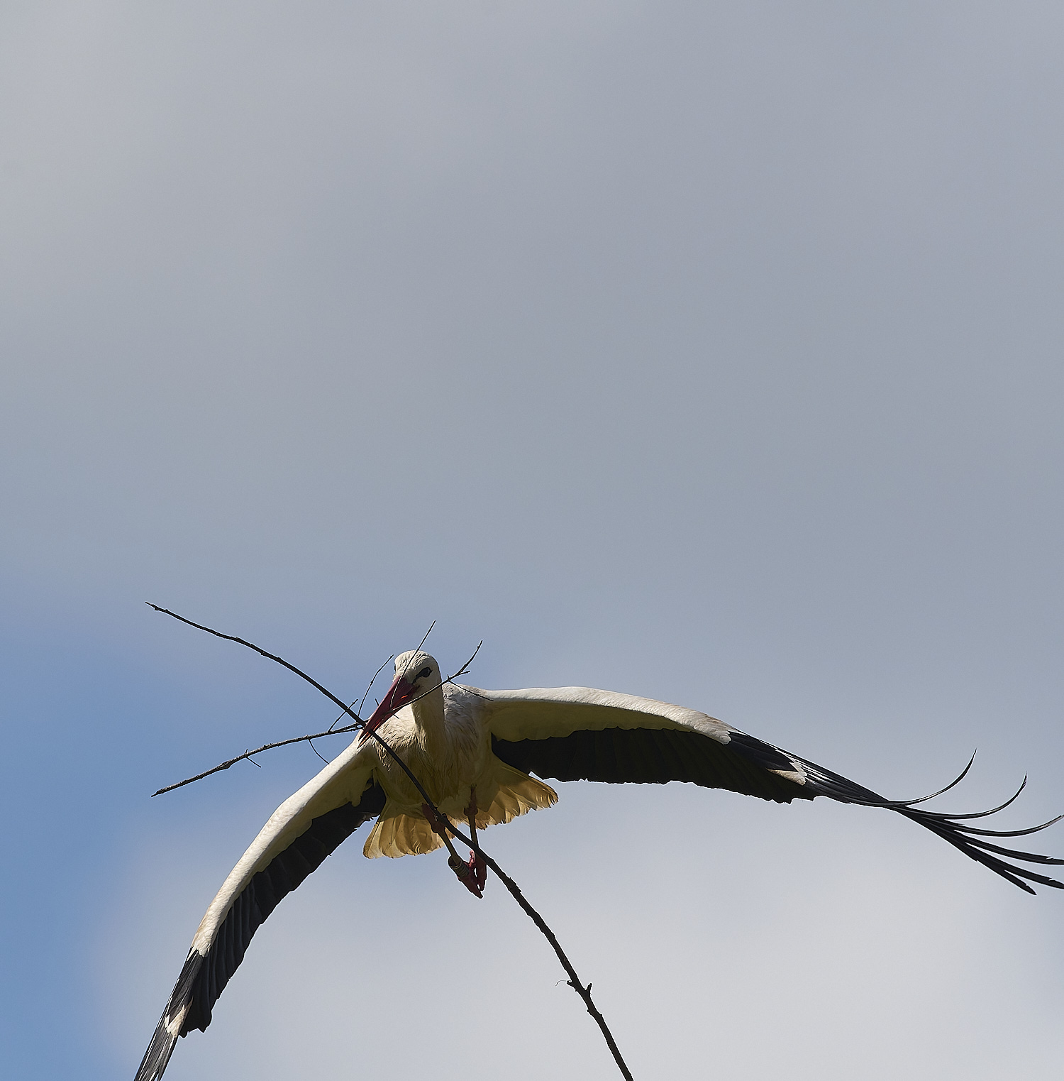 RasmaloWhiteStork220325-16-NEF-