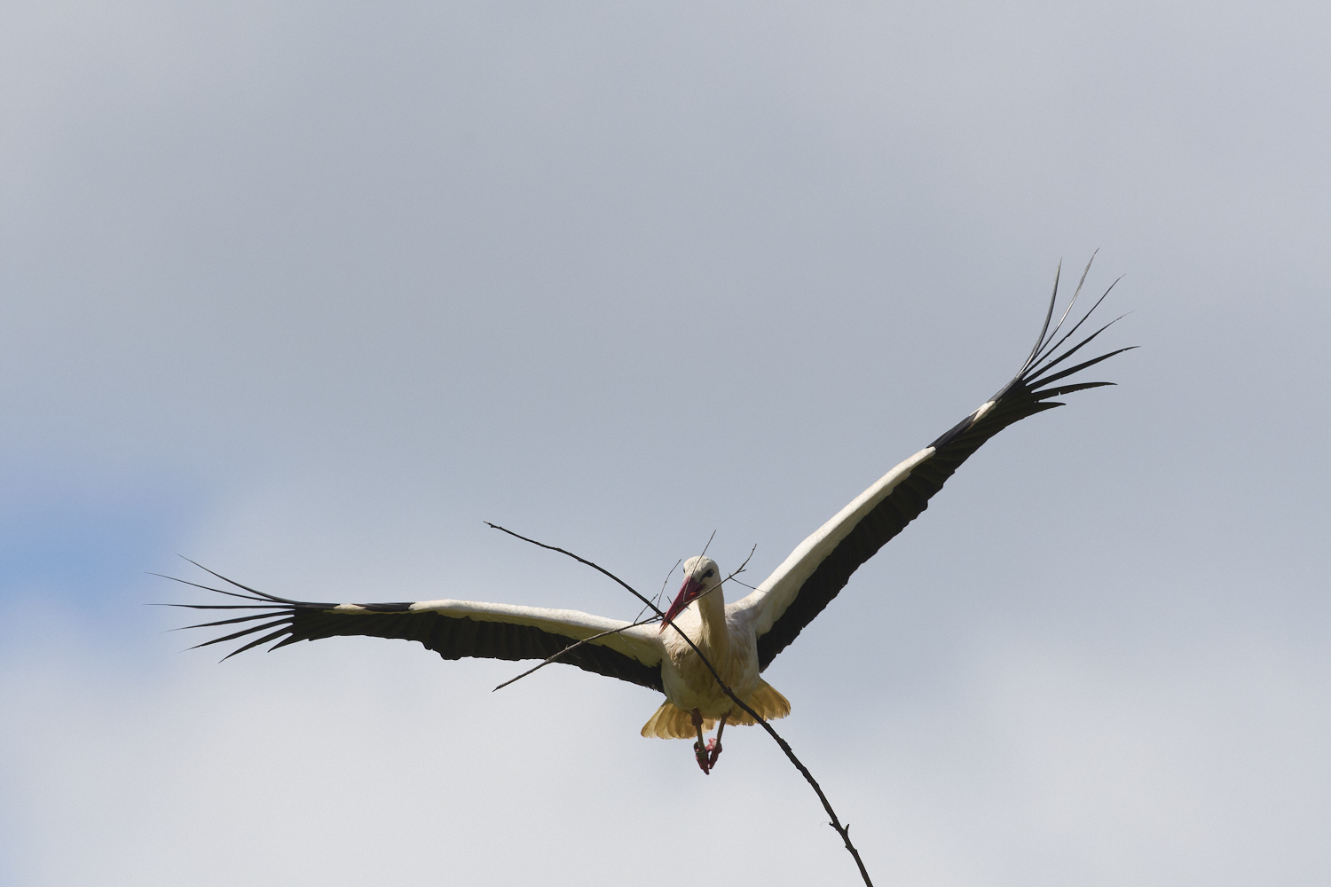 RasmaloWhiteStork220325-17-NEF-