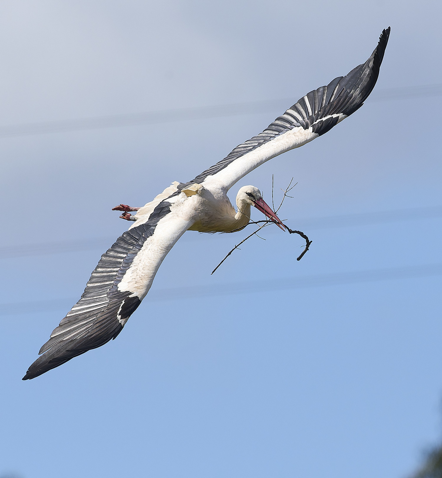 RasmaloWhiteStork220325-18-NEF-