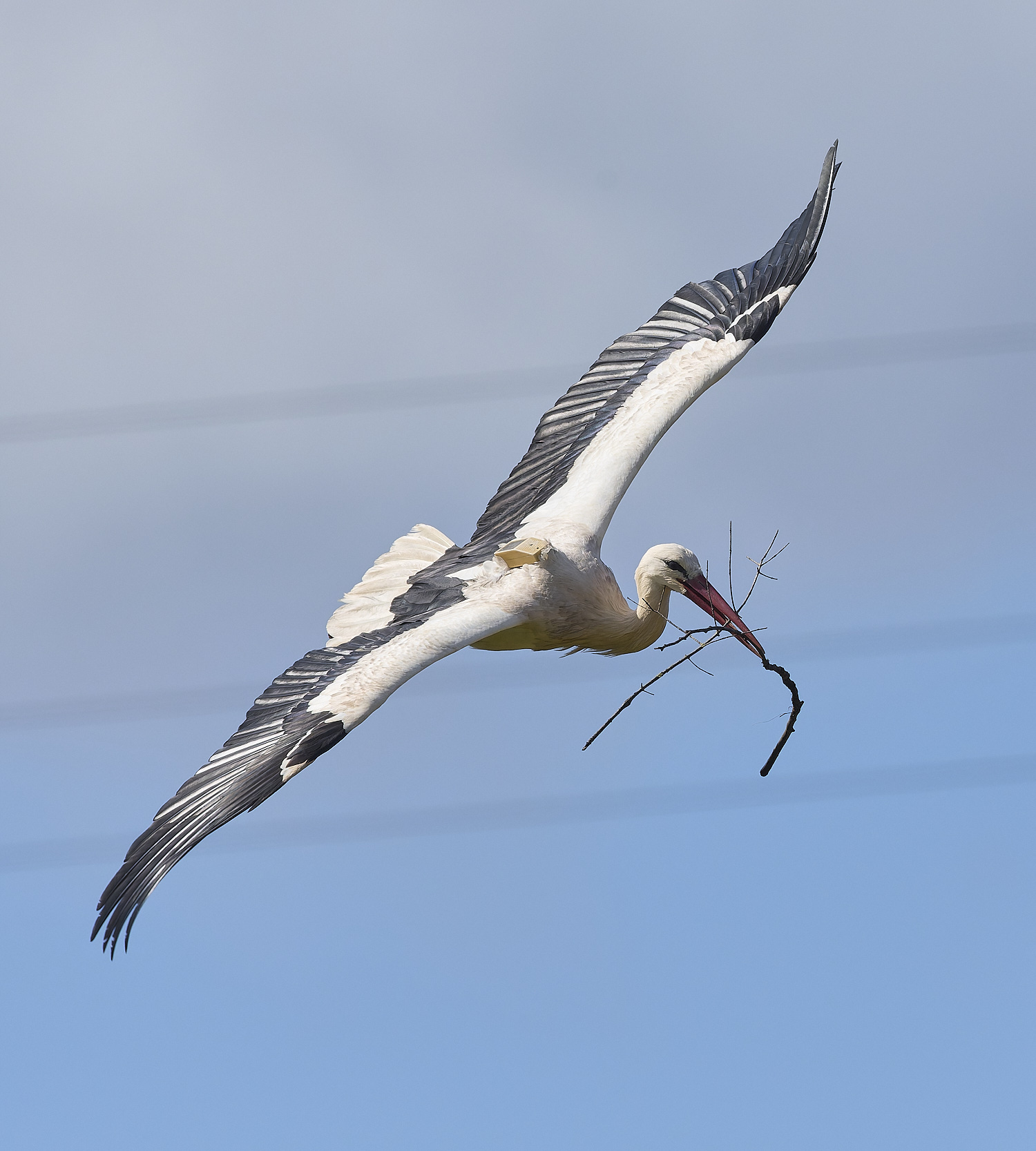 RasmaloWhiteStork220325-19-NEF-