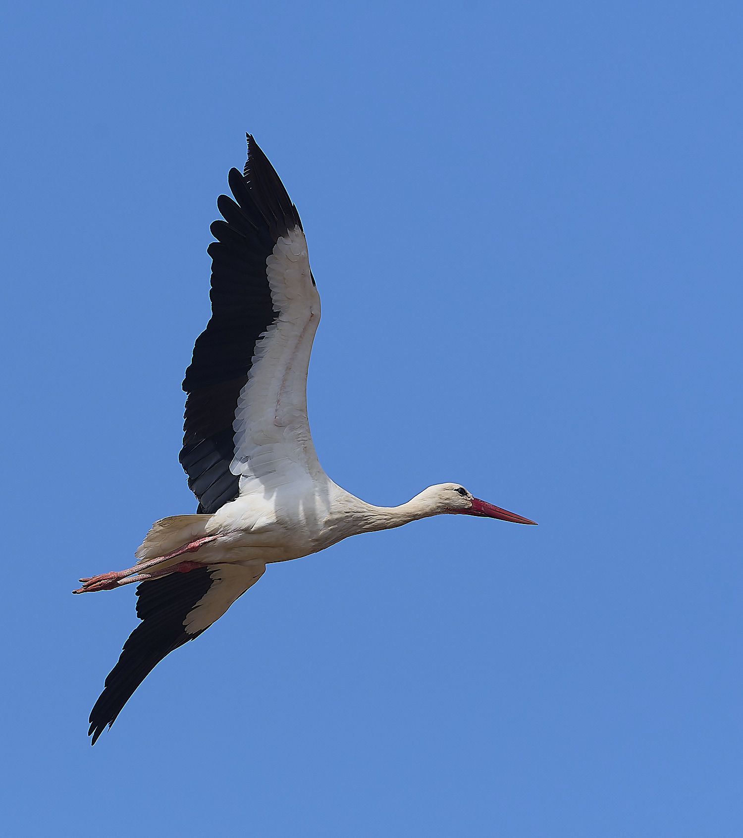RasmaloWhiteStork220325-2-NEF-