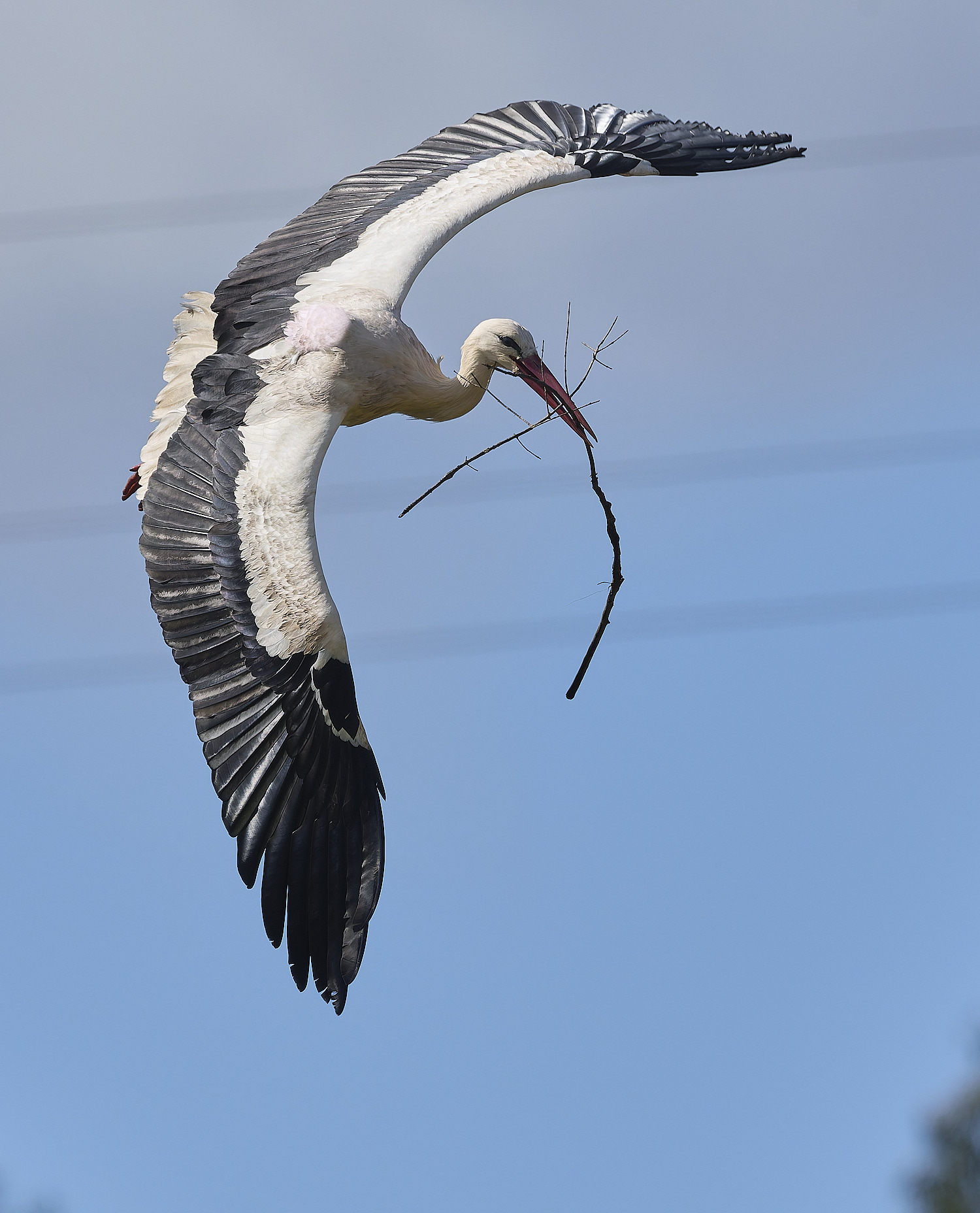 RasmaloWhiteStork220325-20-NEF-