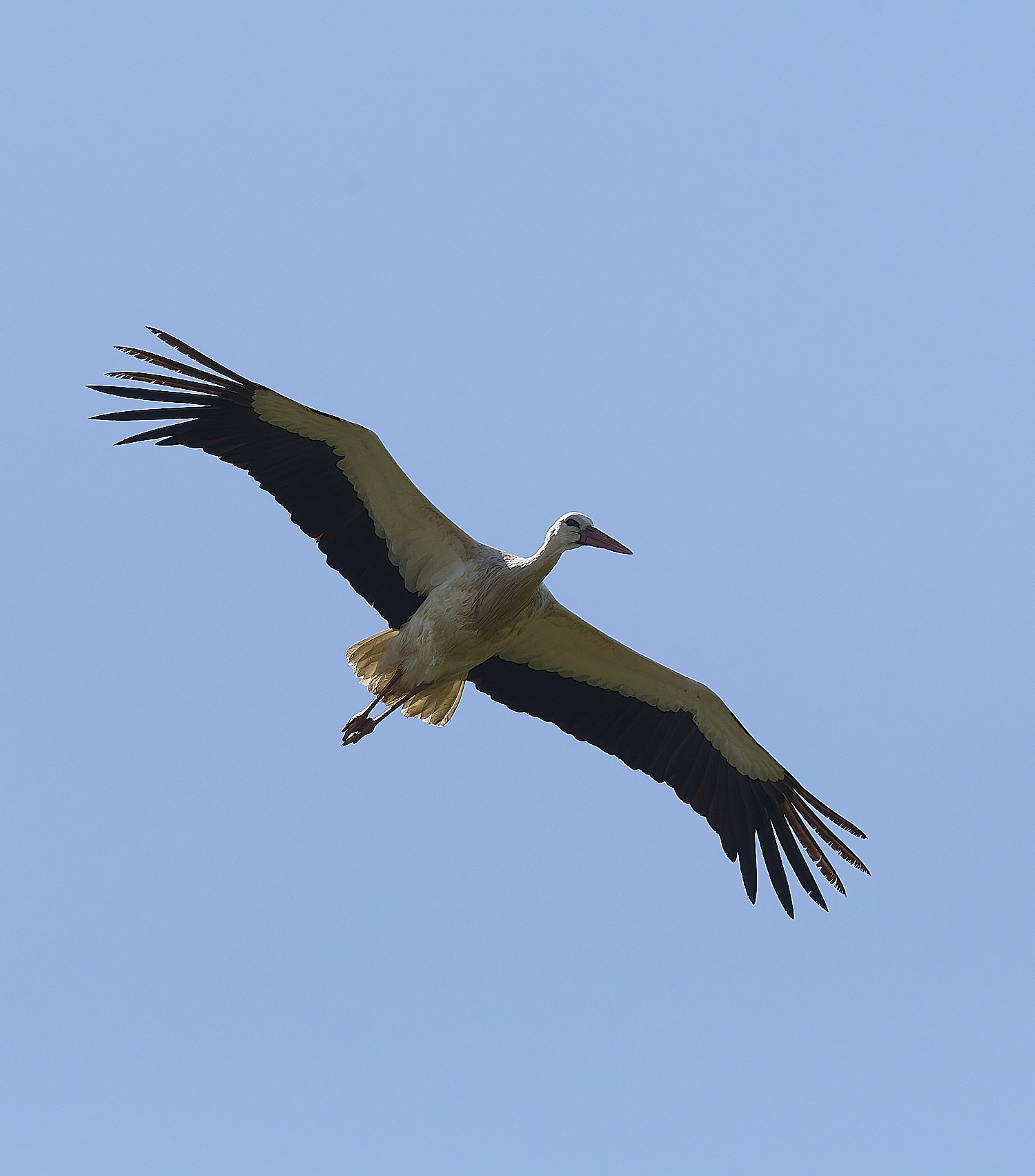 RasmaloWhiteStork220325-21-NEF-