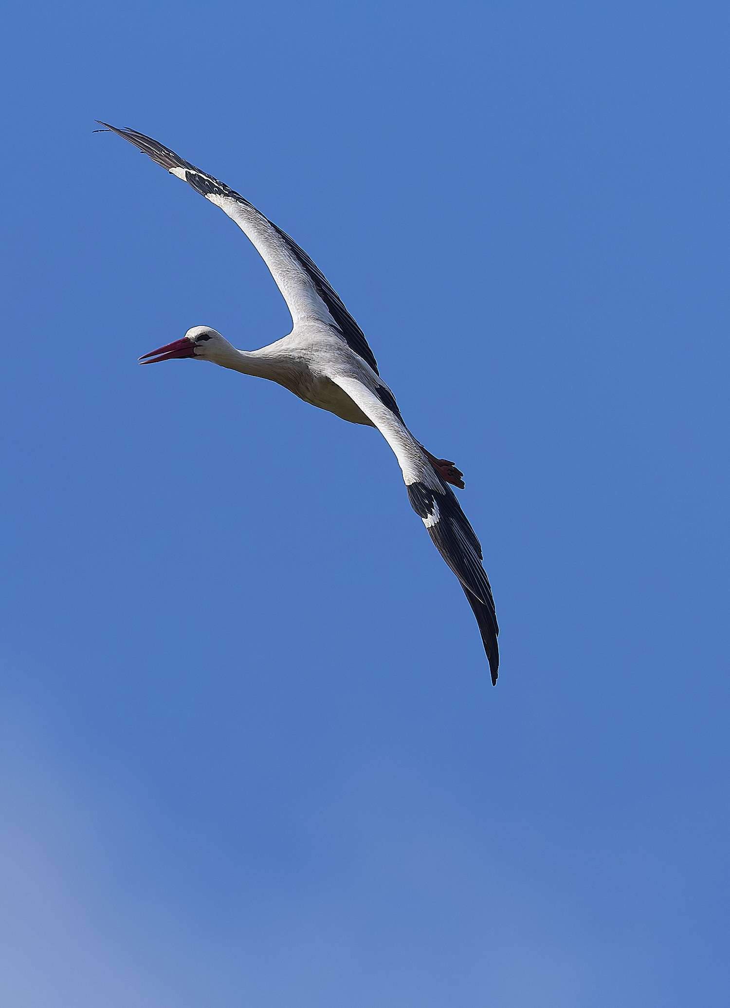 RasmaloWhiteStork220325-22-NEF-