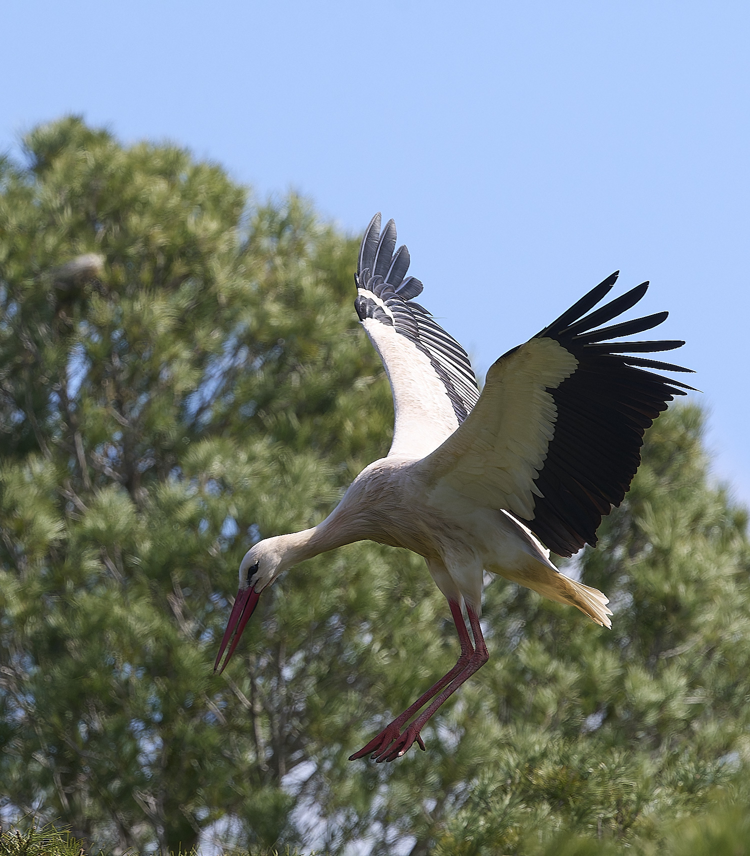 RasmaloWhiteStork220325-23-NEF-