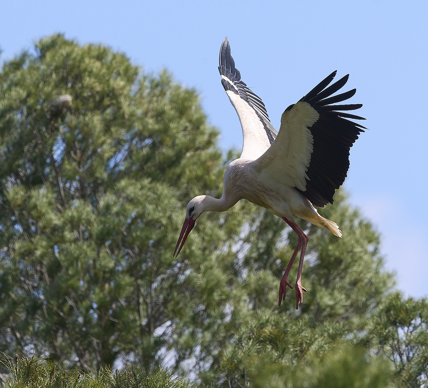 RasmaloWhiteStork220325-24-NEF-