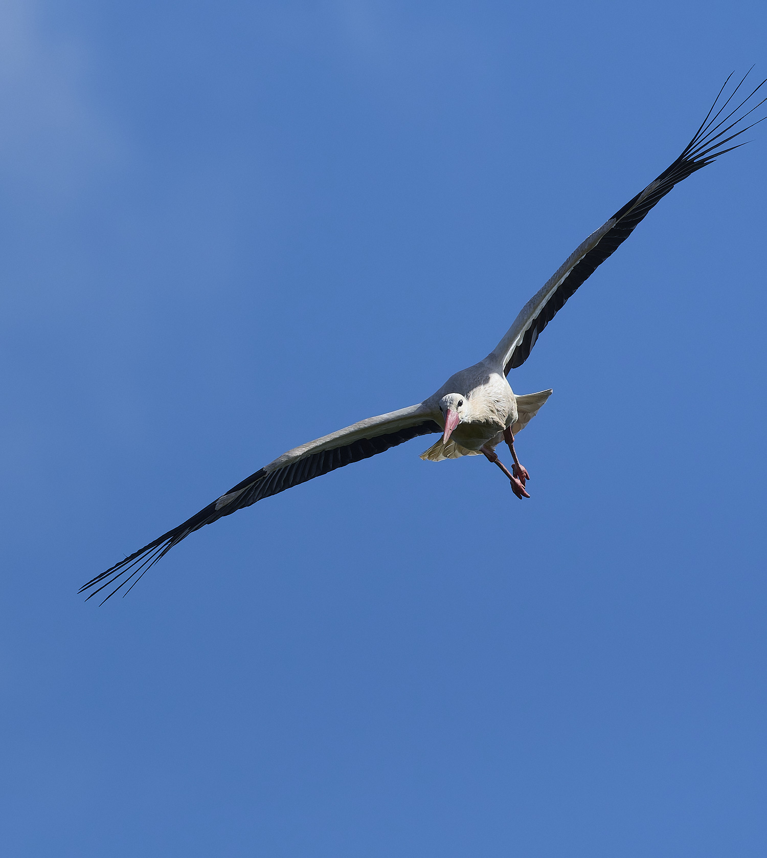 RasmaloWhiteStork220325-25-NEF-