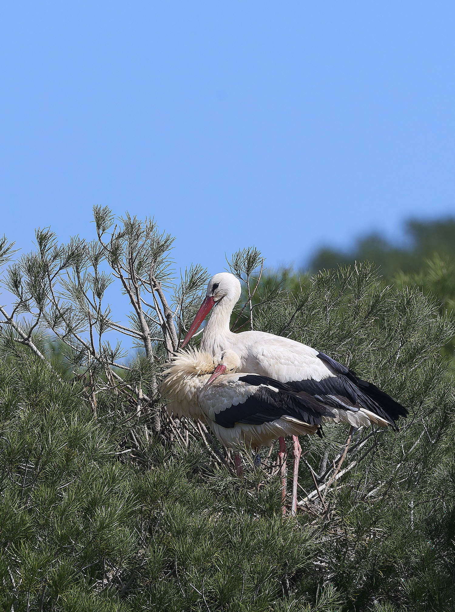 RasmaloWhiteStork220325-26-NEF-