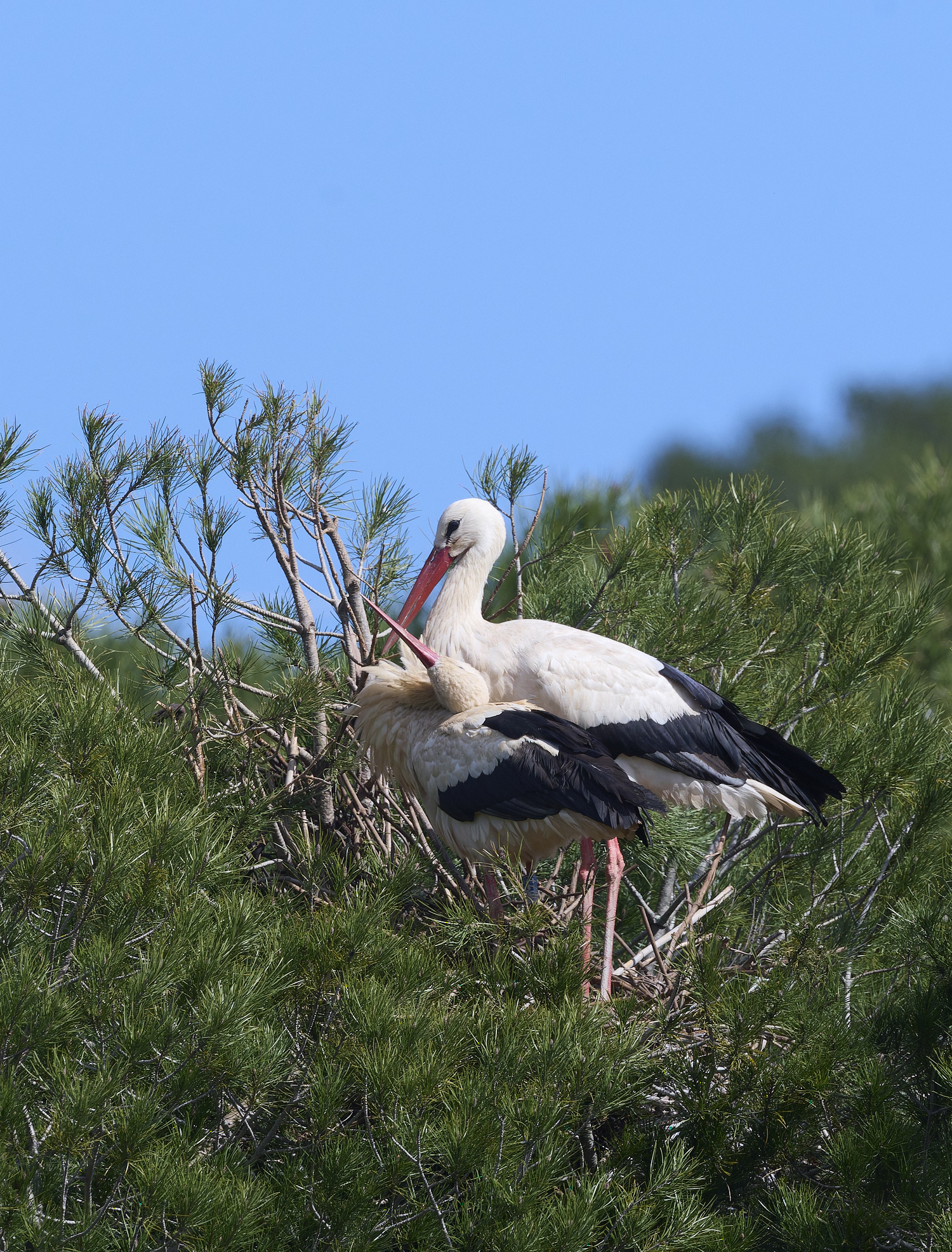 RasmaloWhiteStork220325-27-NEF-