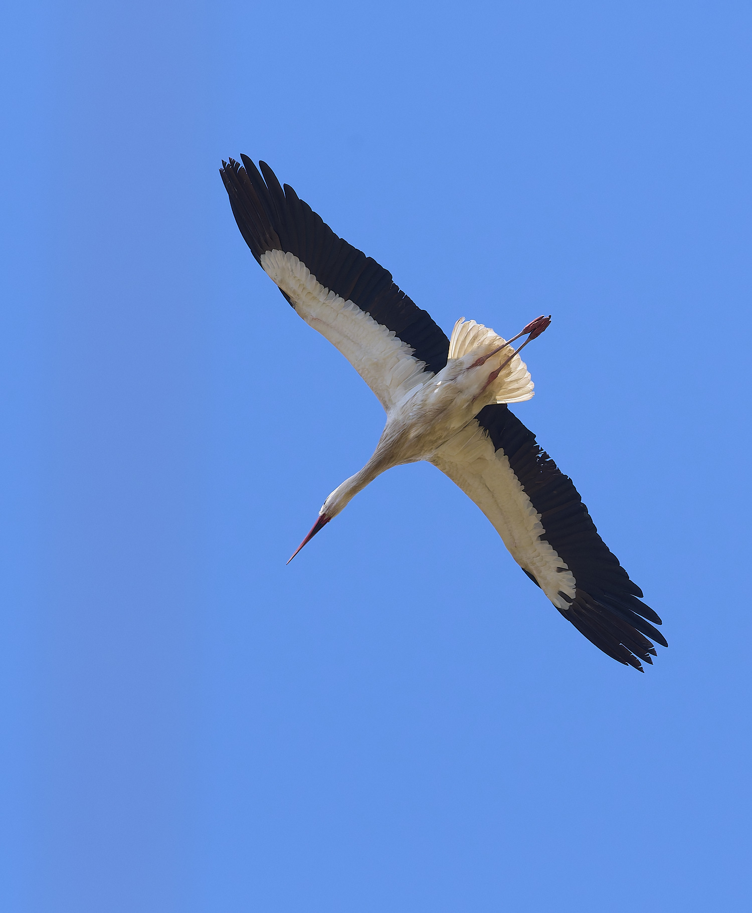 RasmaloWhiteStork220325-28-NEF-