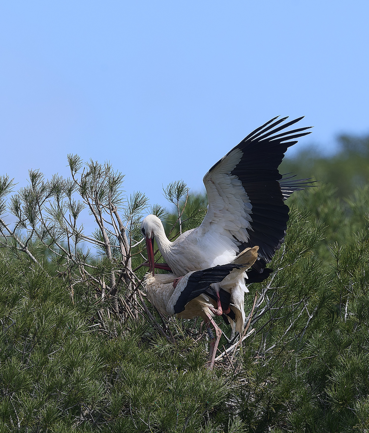 RasmaloWhiteStork220325-4-NEF-