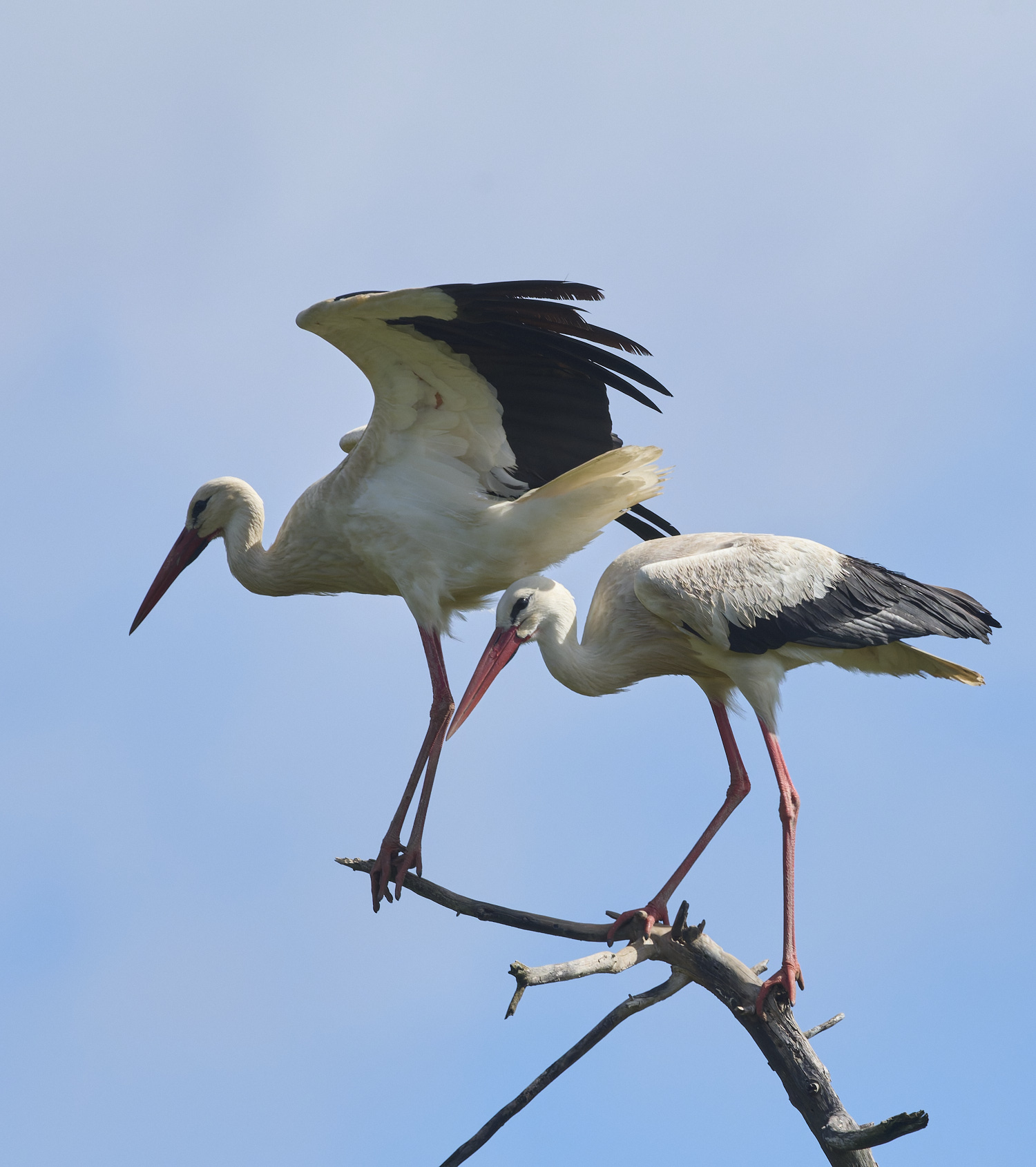 RasmaloWhiteStork220325-5-NEF-