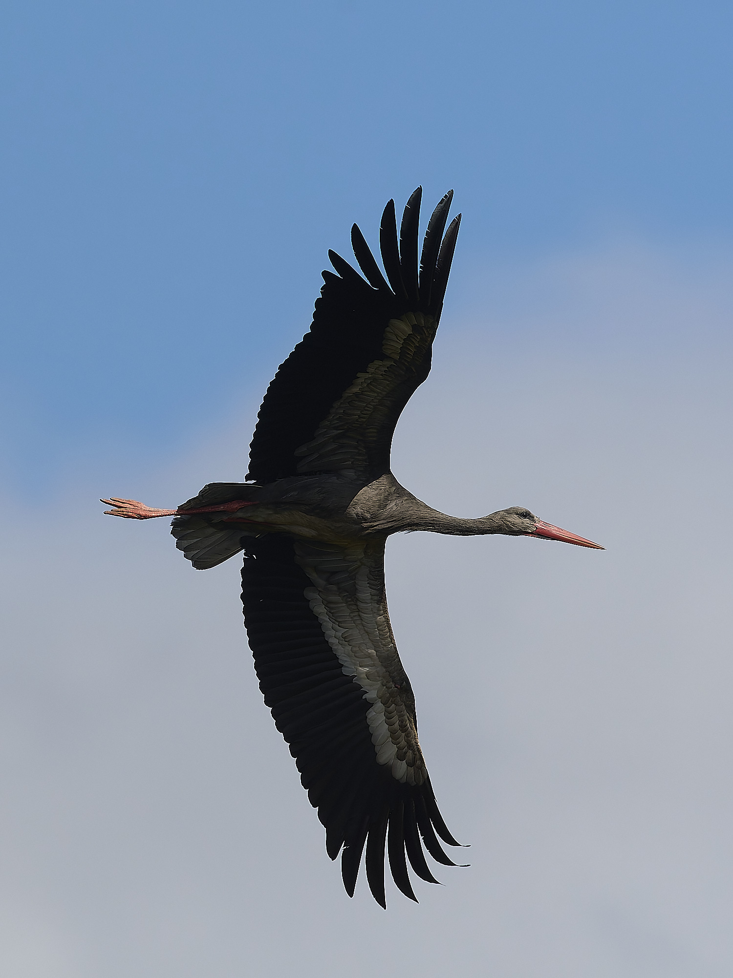 RasmaloWhiteStork220325-6-NEF-