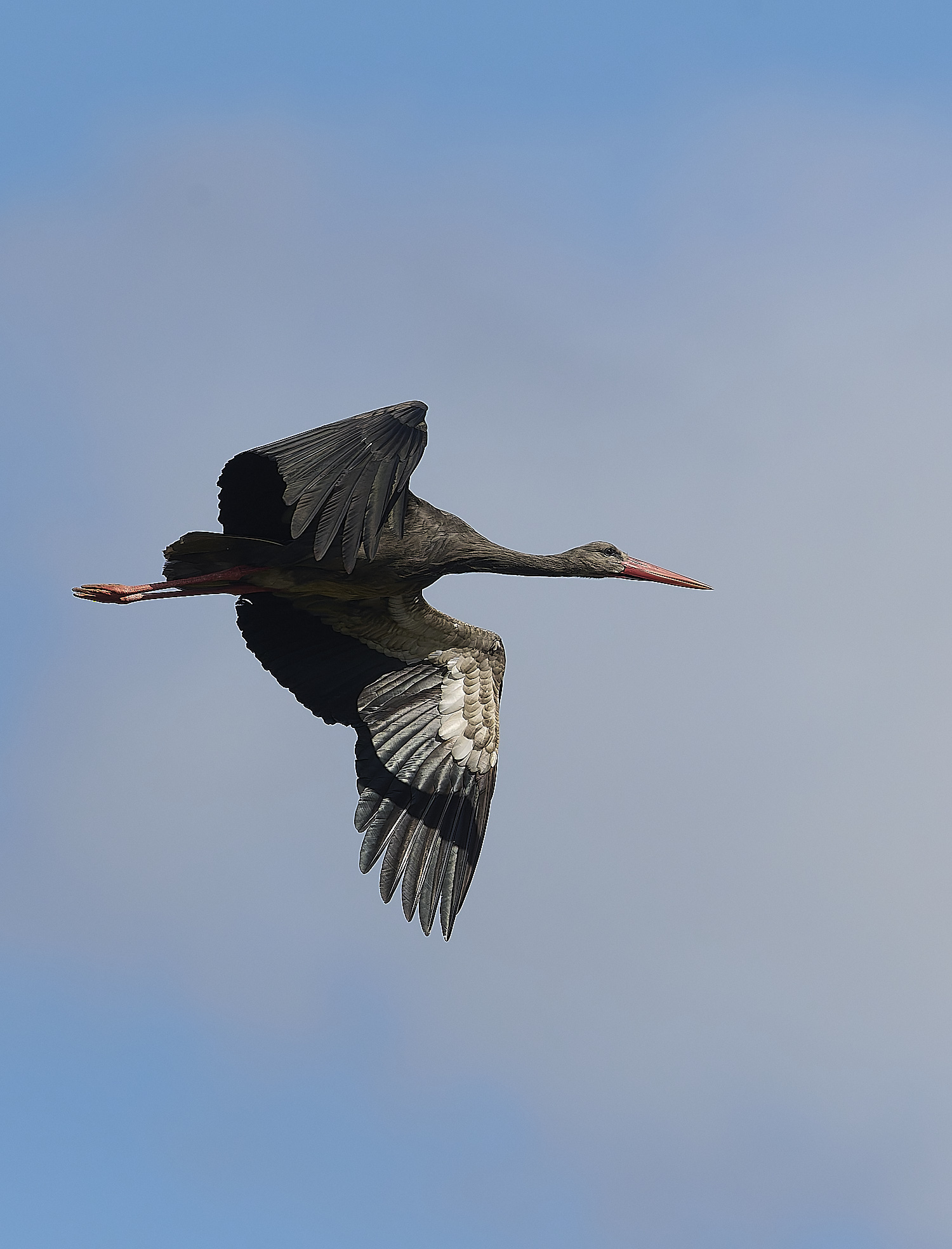 RasmaloWhiteStork220325-8-NEF-