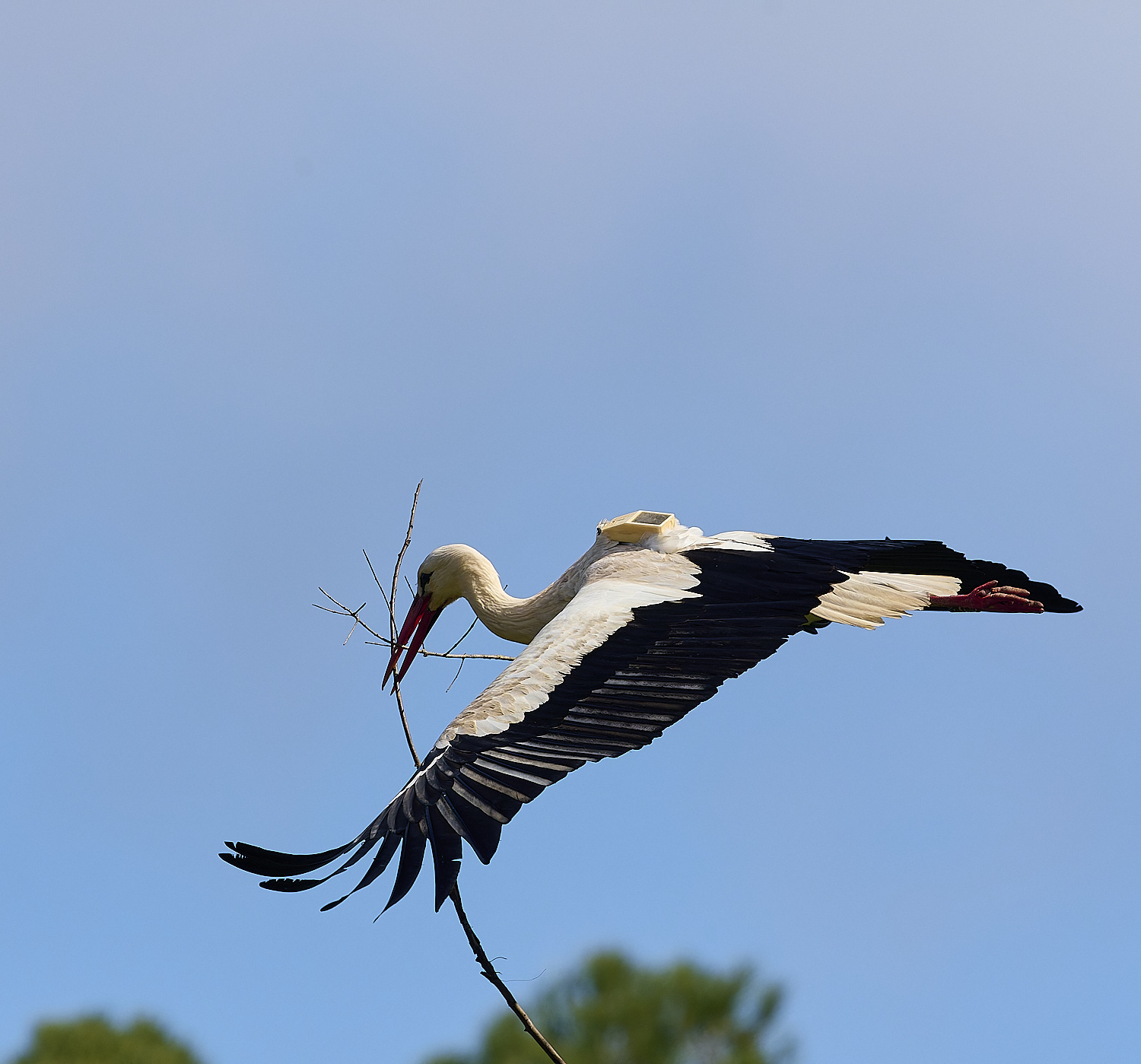 RasmaloWhiteStork220325-9-NEF-