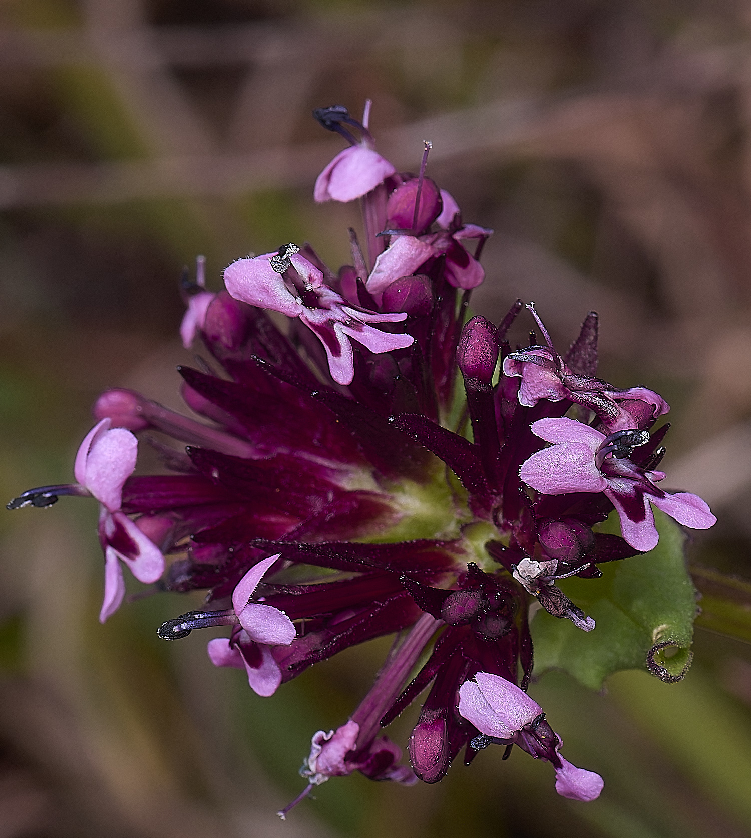 RoadtoFoiaFlower1230325-1