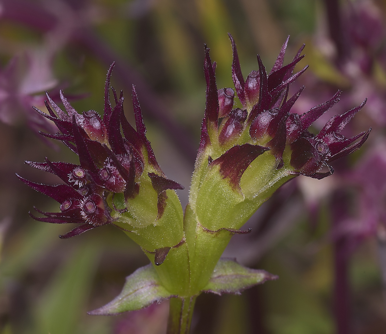 RoadtoFoiaFlower1230325-3