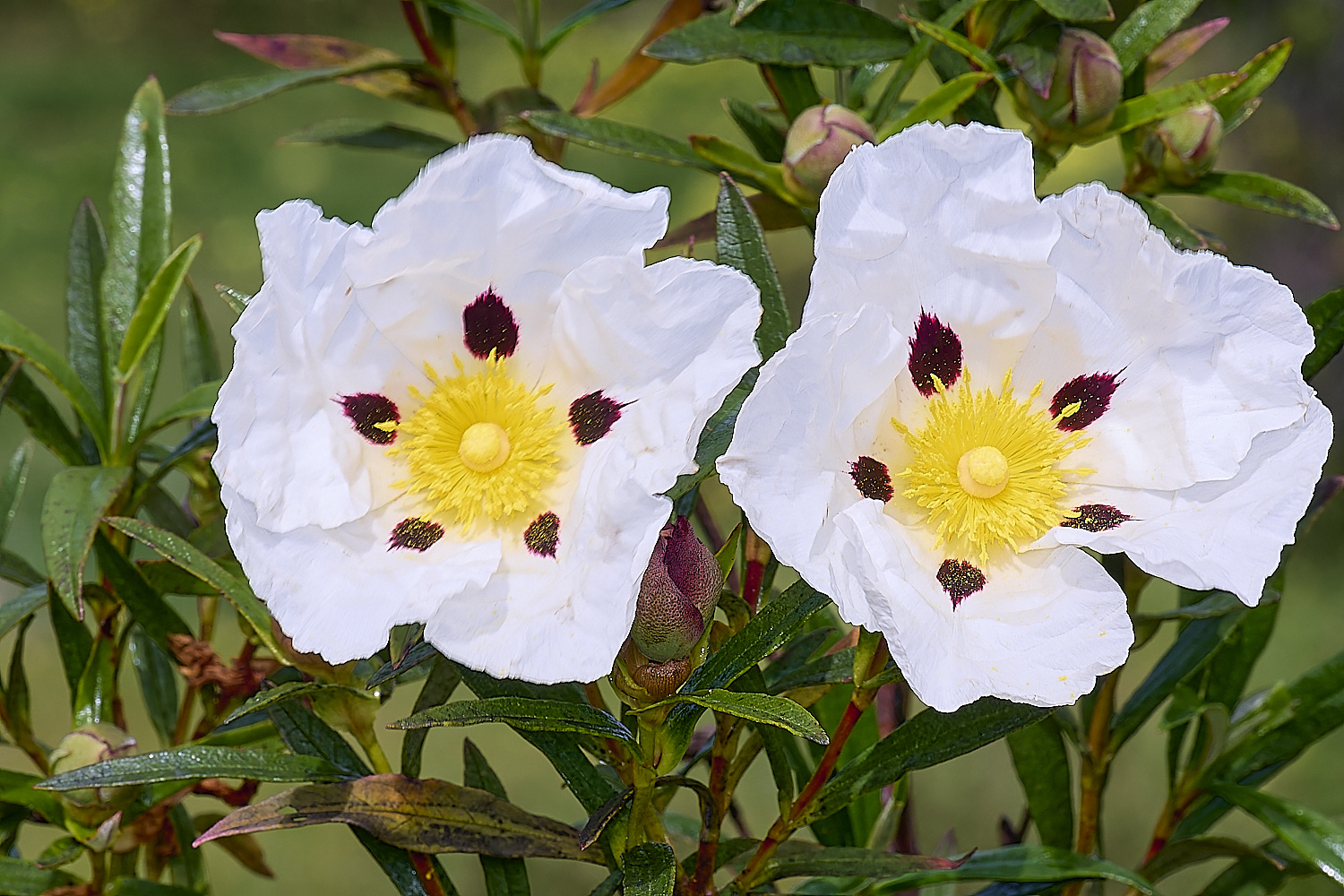 RoadtoFoiaFlower2230325-1