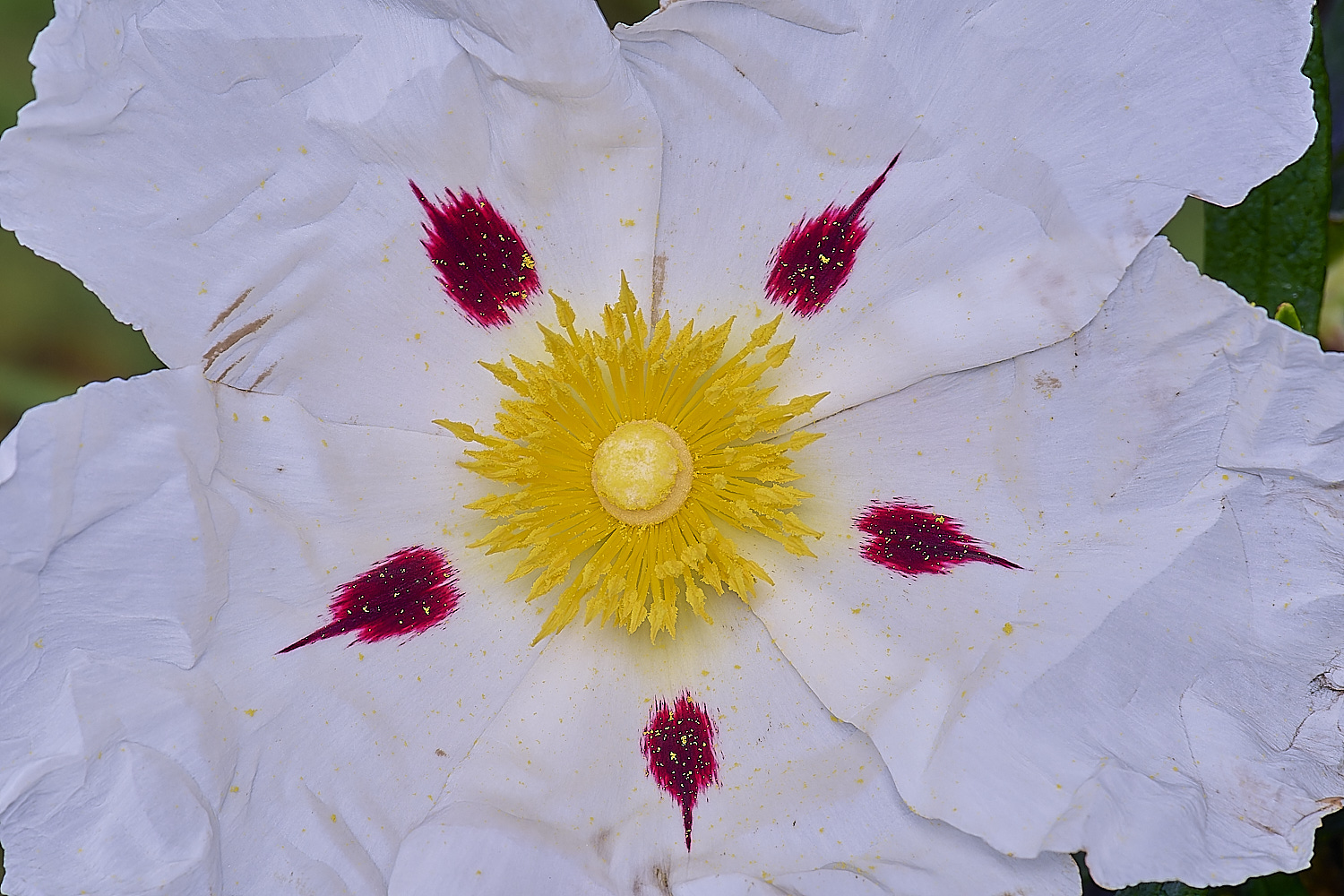 RoadtoFoiaFlower2230325-2