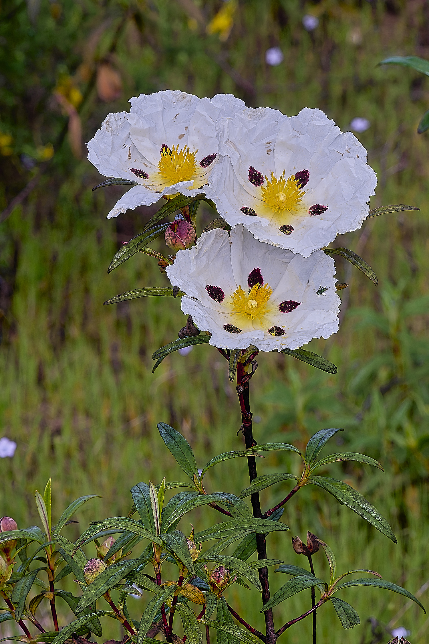 RoadtoFoiaFlower2230325-3