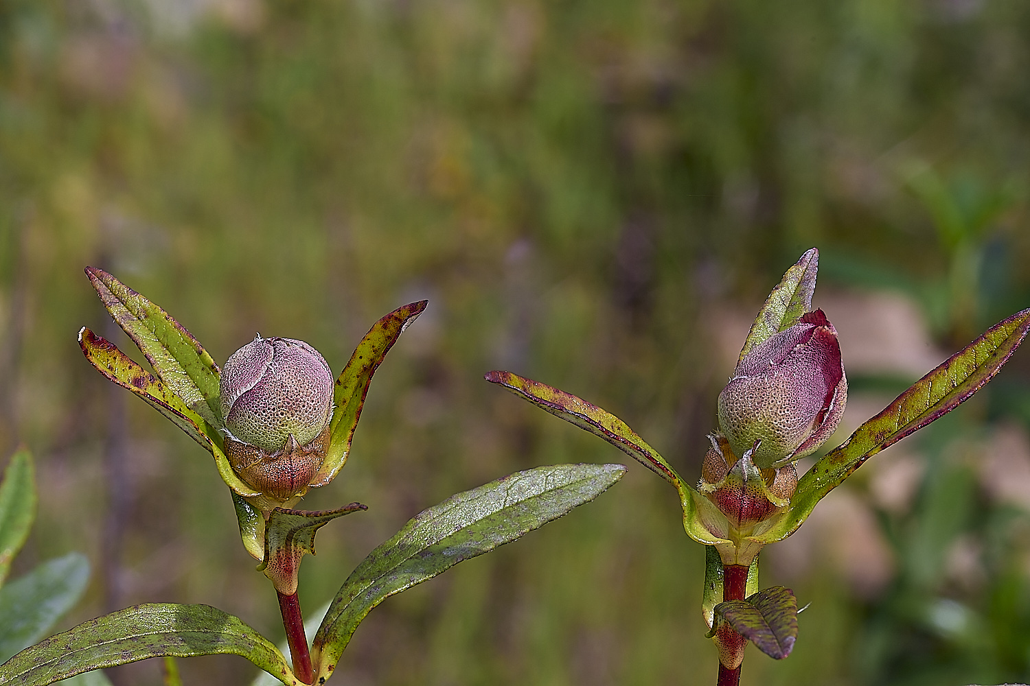 RoadtoFoiaFlower2230325-4