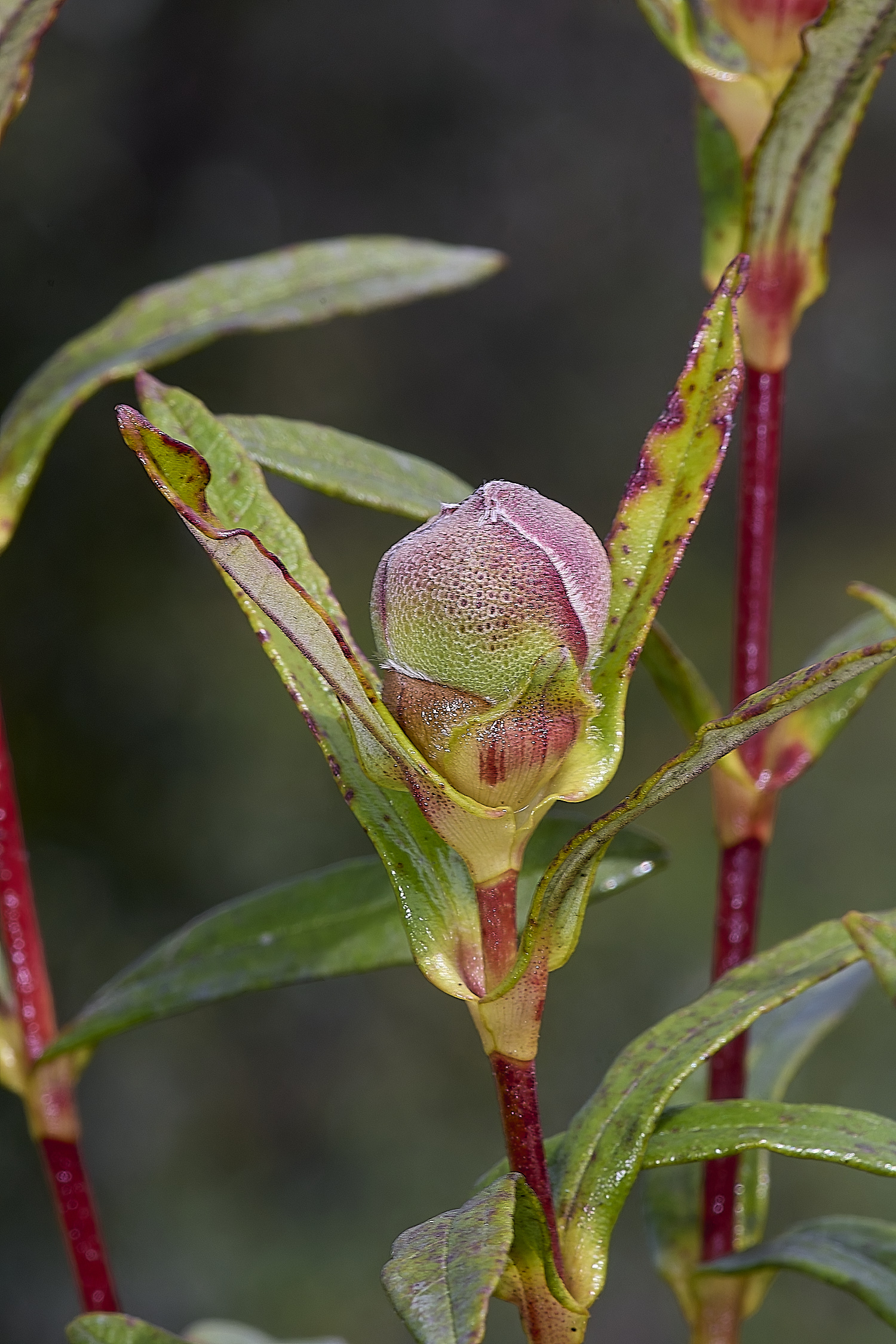 RoadtoFoiaFlower2230325-5