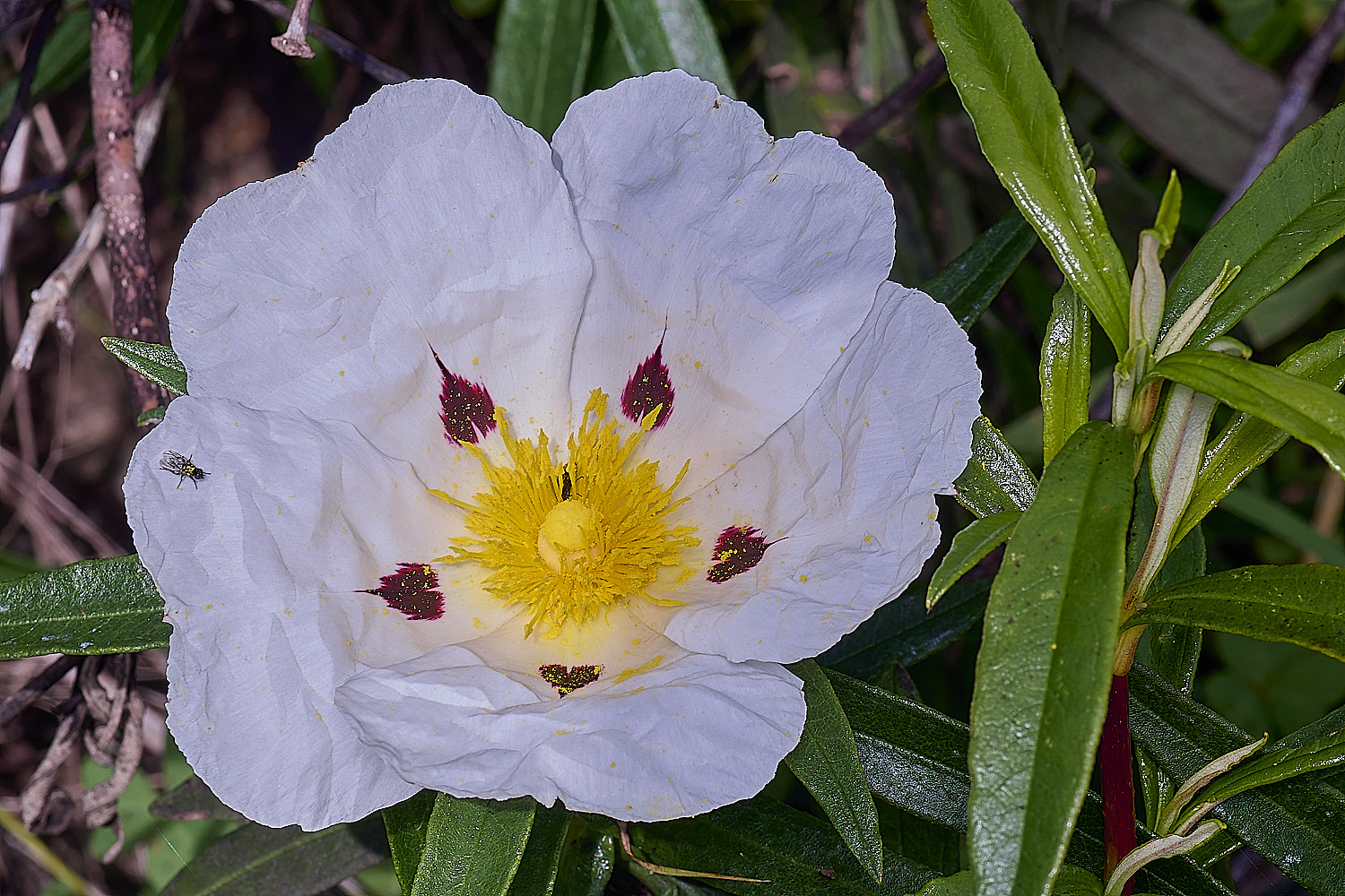 RoadtoFoiaFlower2230325-6