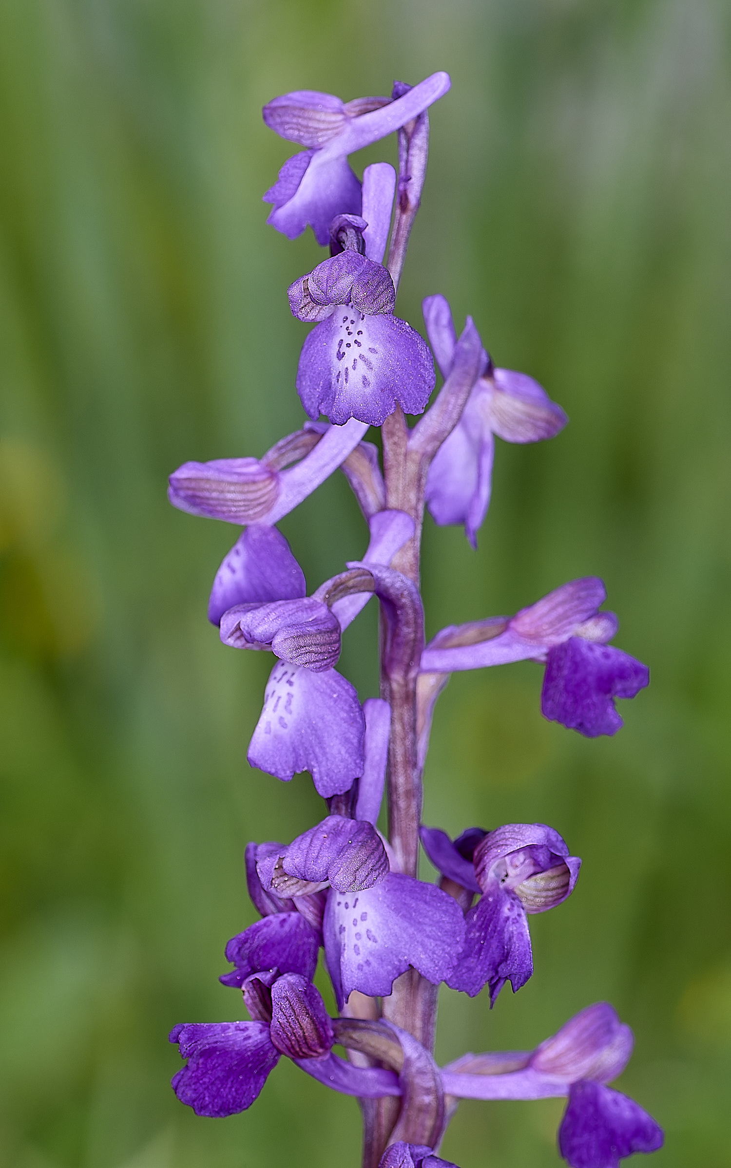 RoadtoFoiaFlower4230325-2