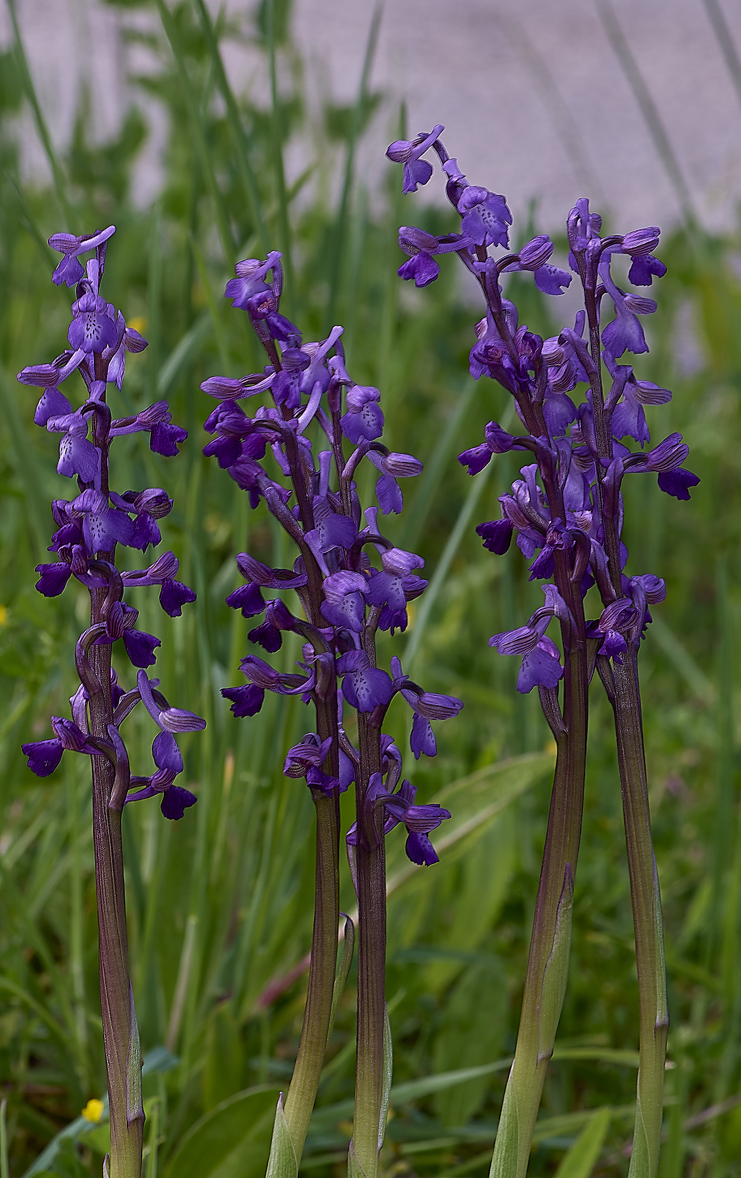 RoadtoFoiaFlower4230325-3