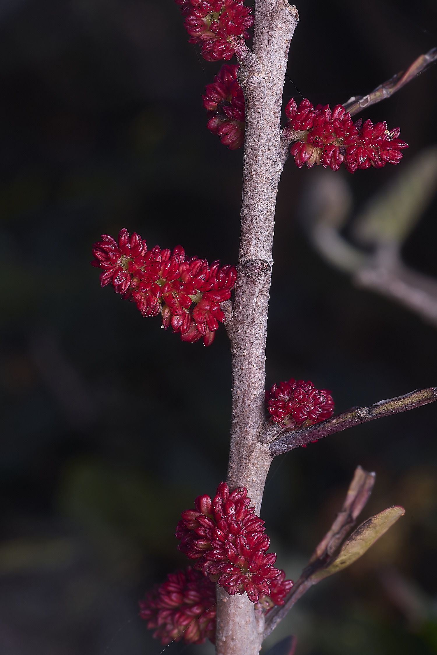 SagreRed260325-2-NEF-