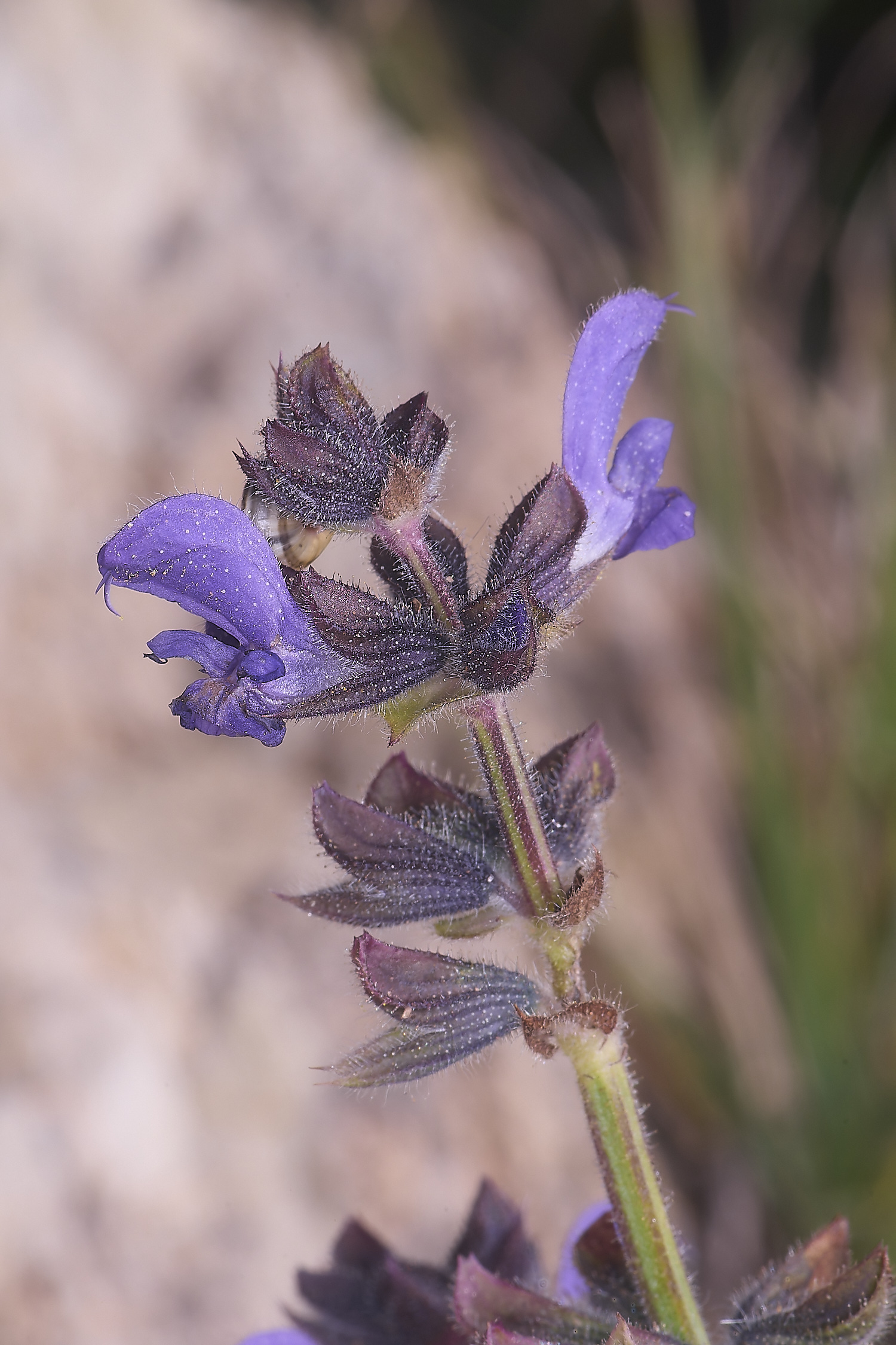 SagresClary260325-1-NEF-