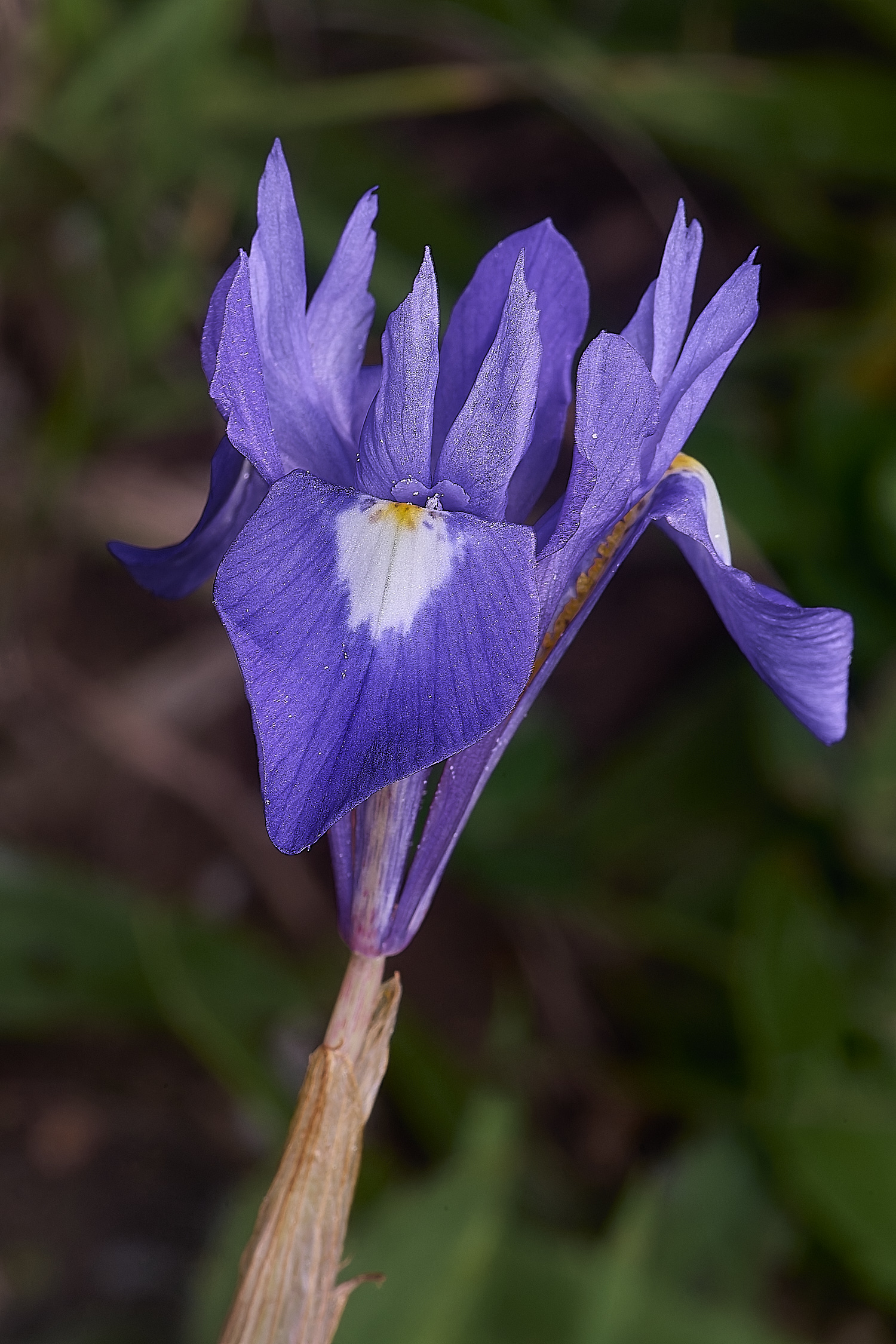 SagresGsisyrinchium260325-1-NEF-