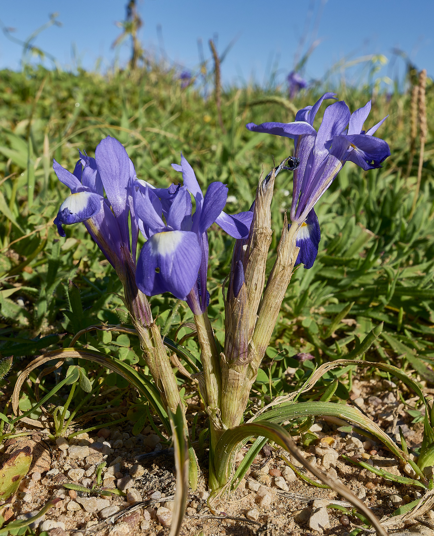 SagresGsisyrinchium260325-2-NEF-