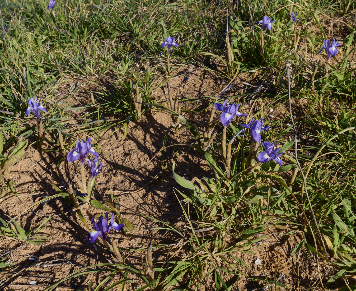 SagresGsisyrinchium260325-3-NEF-