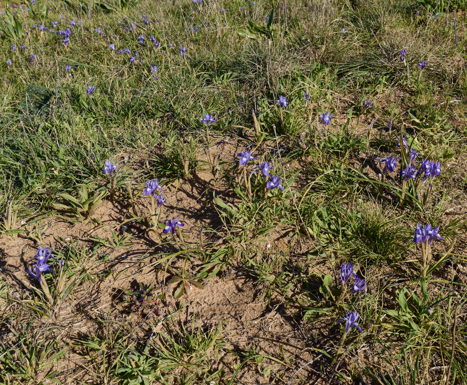 SagresGsisyrinchium260325-4-NEF-