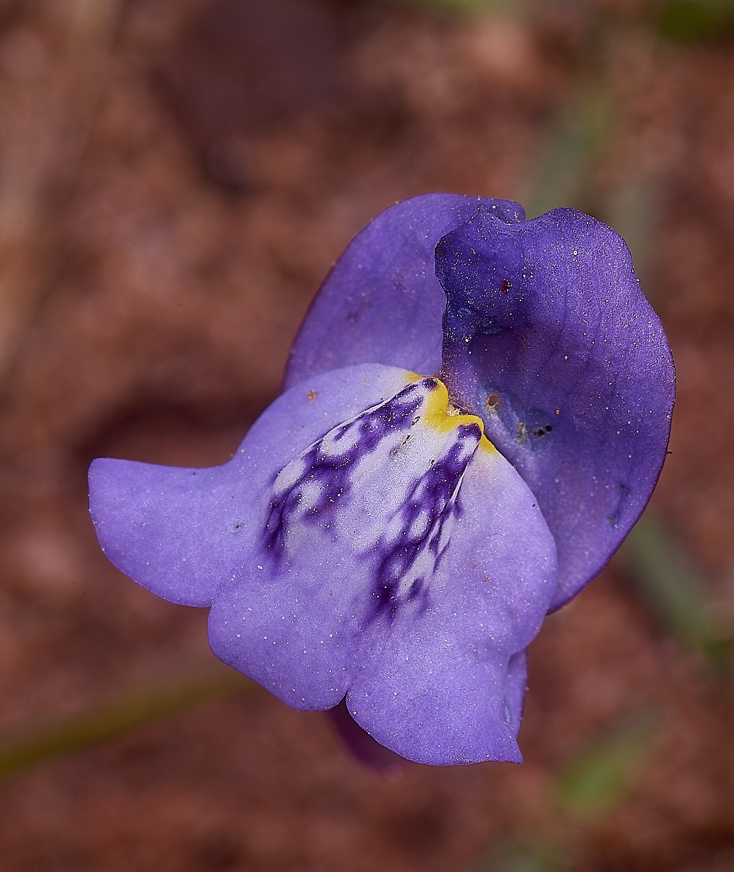 SagresIberianToaflax260325-1-NEF-