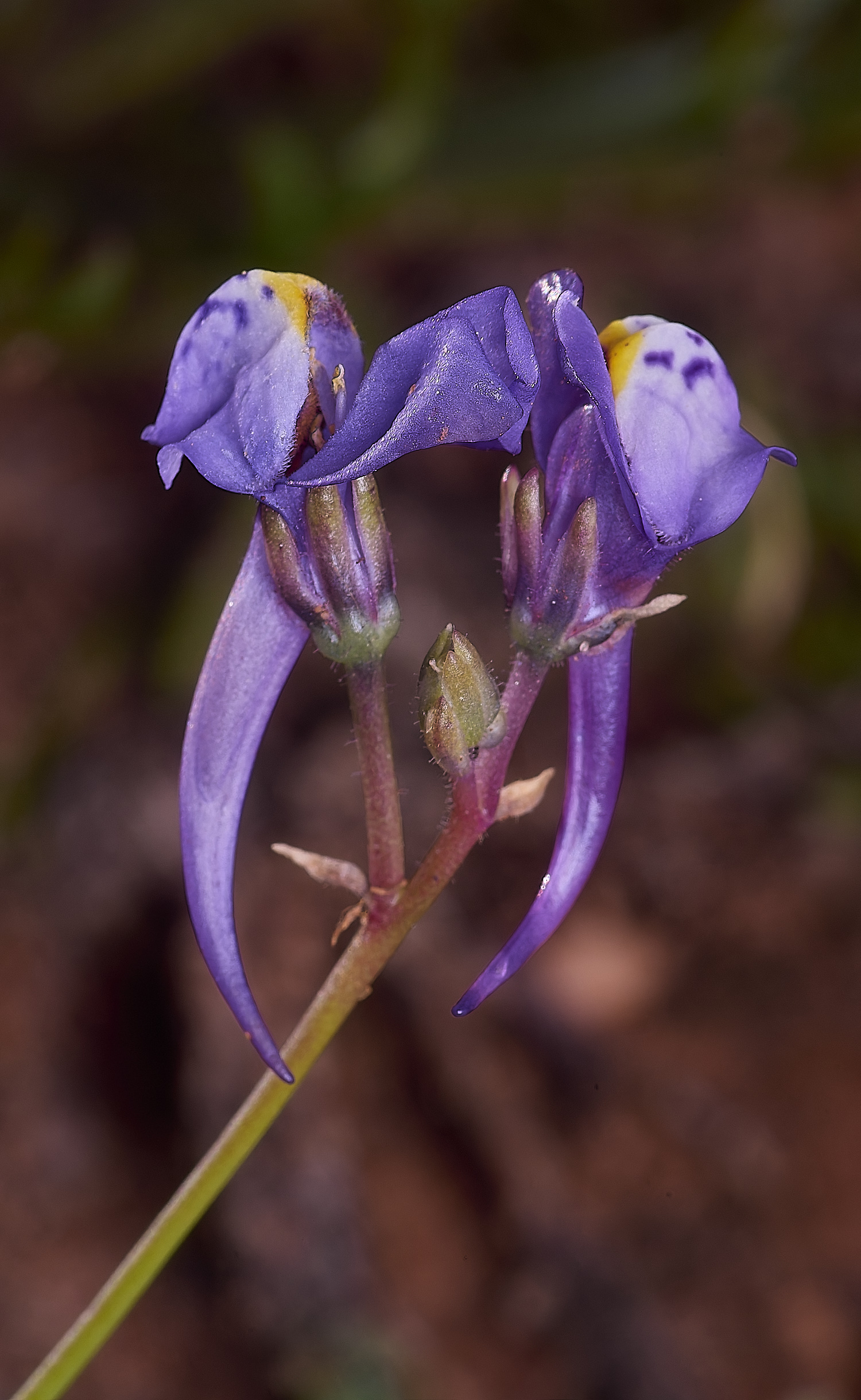 SagresIberianToaflax260325-2-NEF-