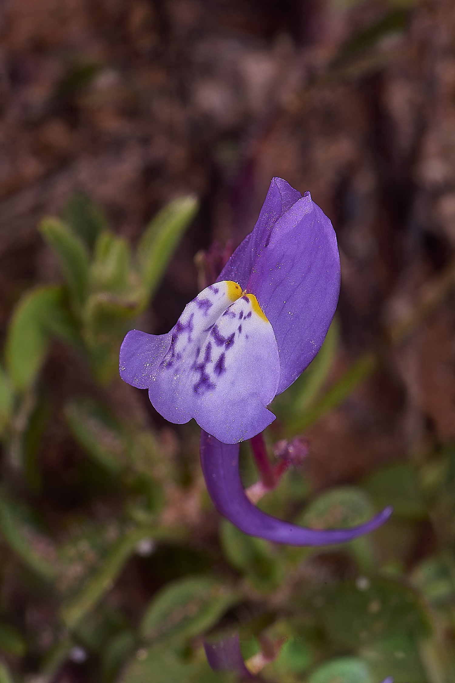 SagresIberianToaflax260325-3-NEF-