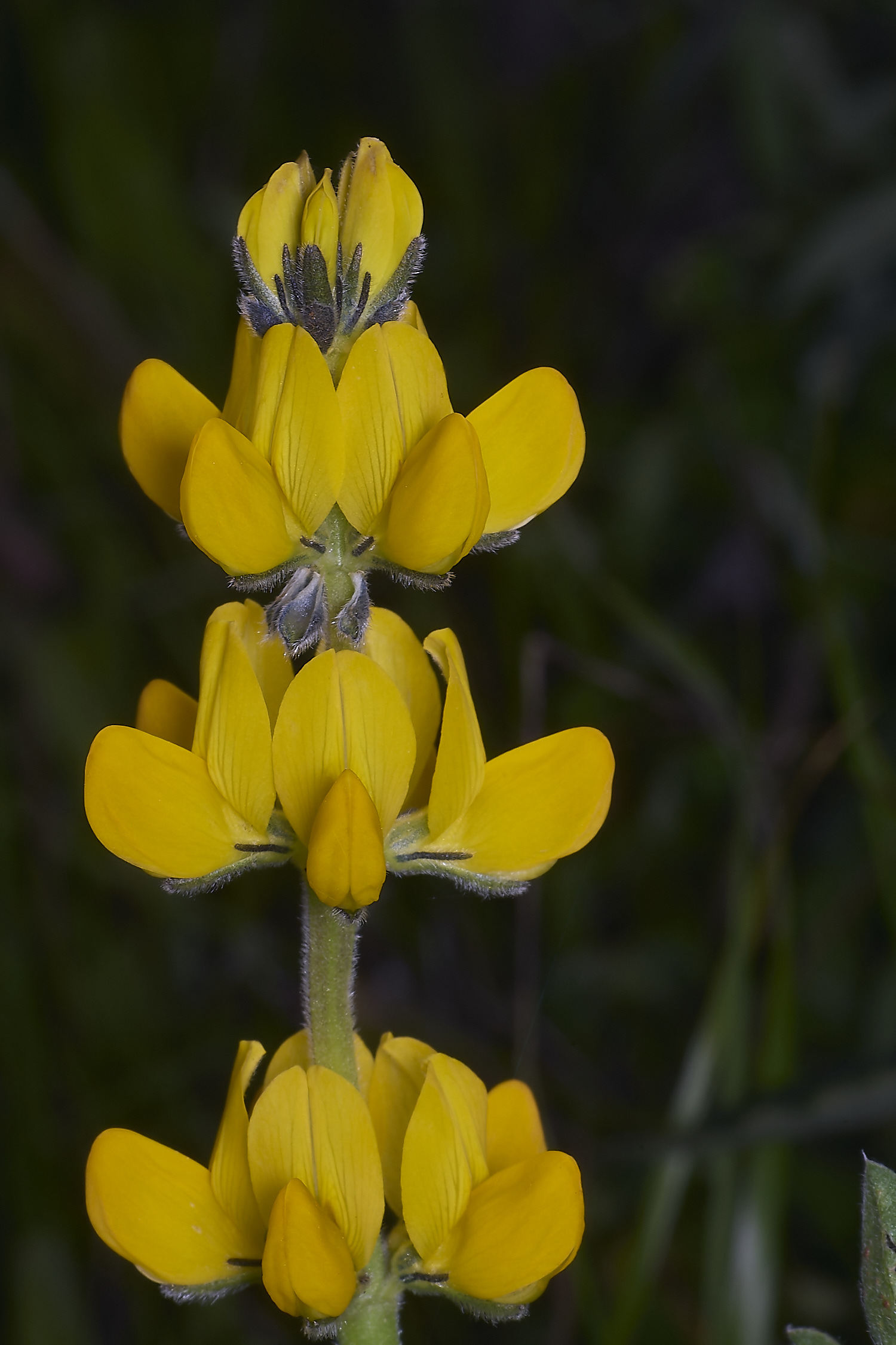 SagresLluteum260325-1-NEF-