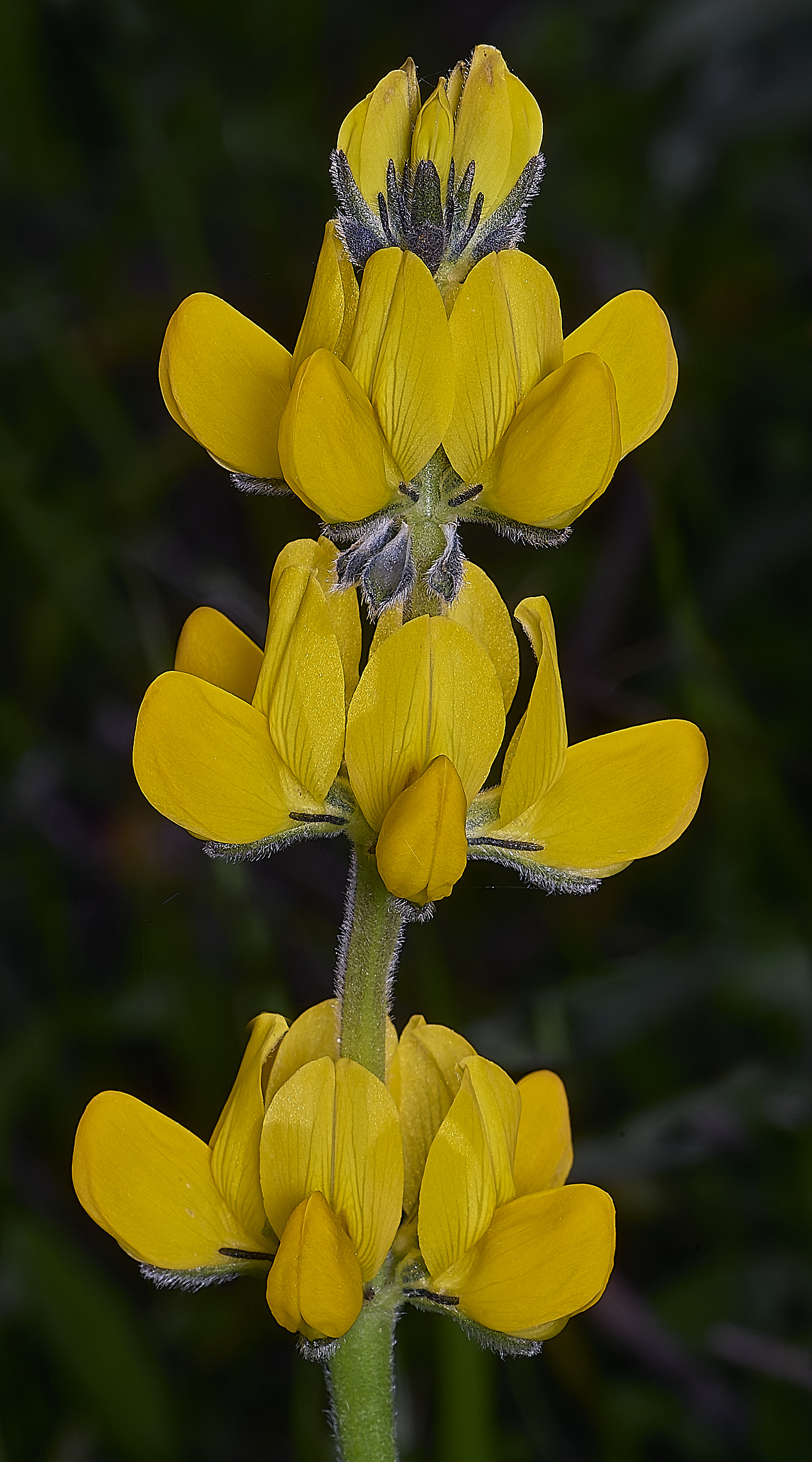 SagresLluteum260325-2-NEF-