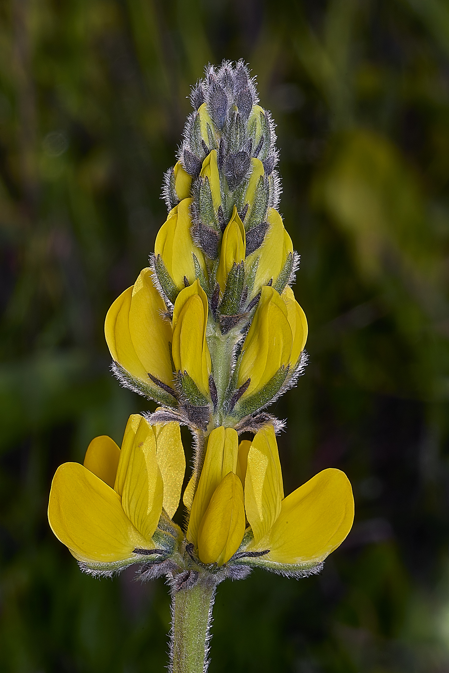 SagresLluteum260325-3-NEF-