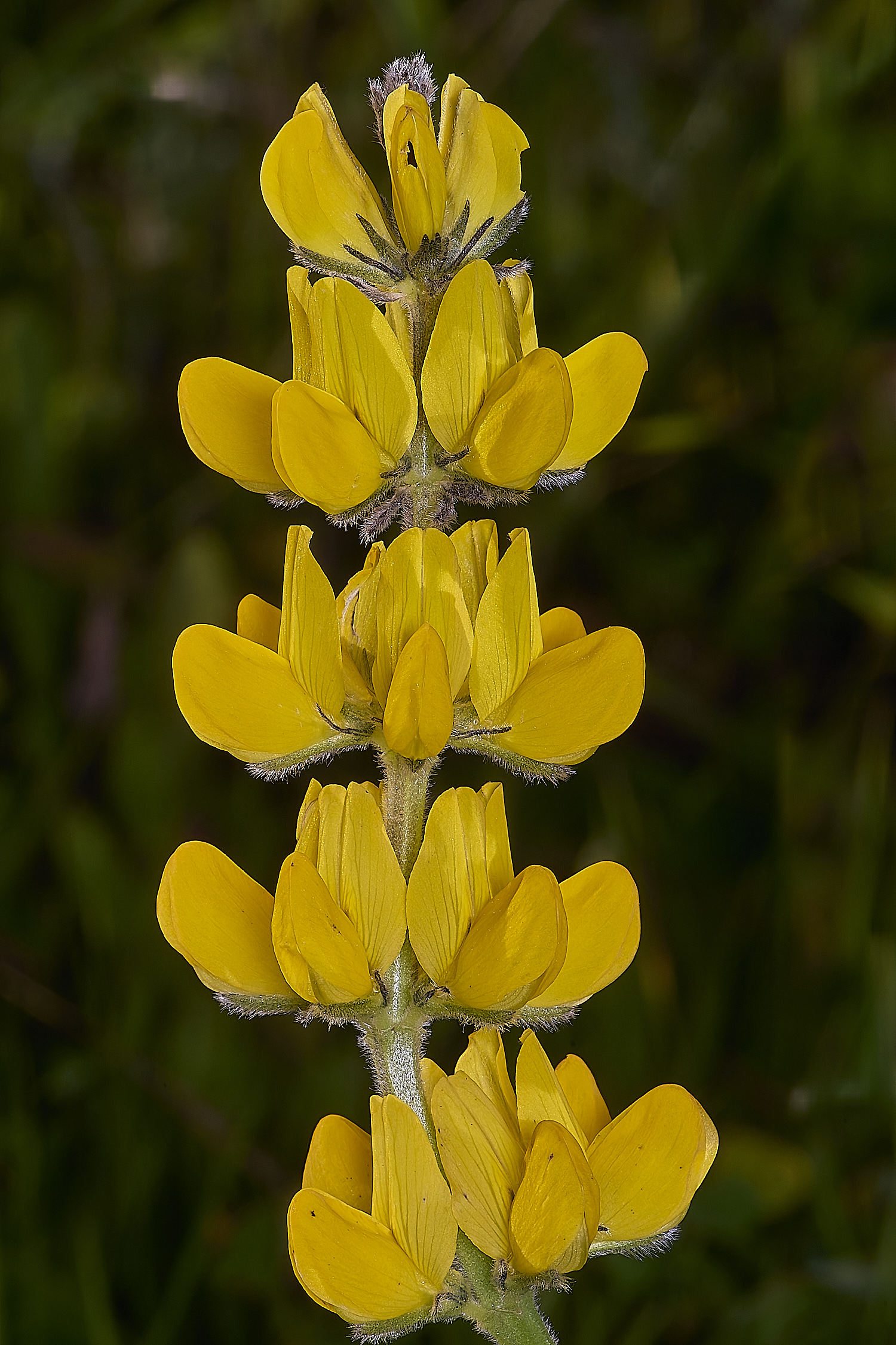 SagresLluteum260325-4-NEF-