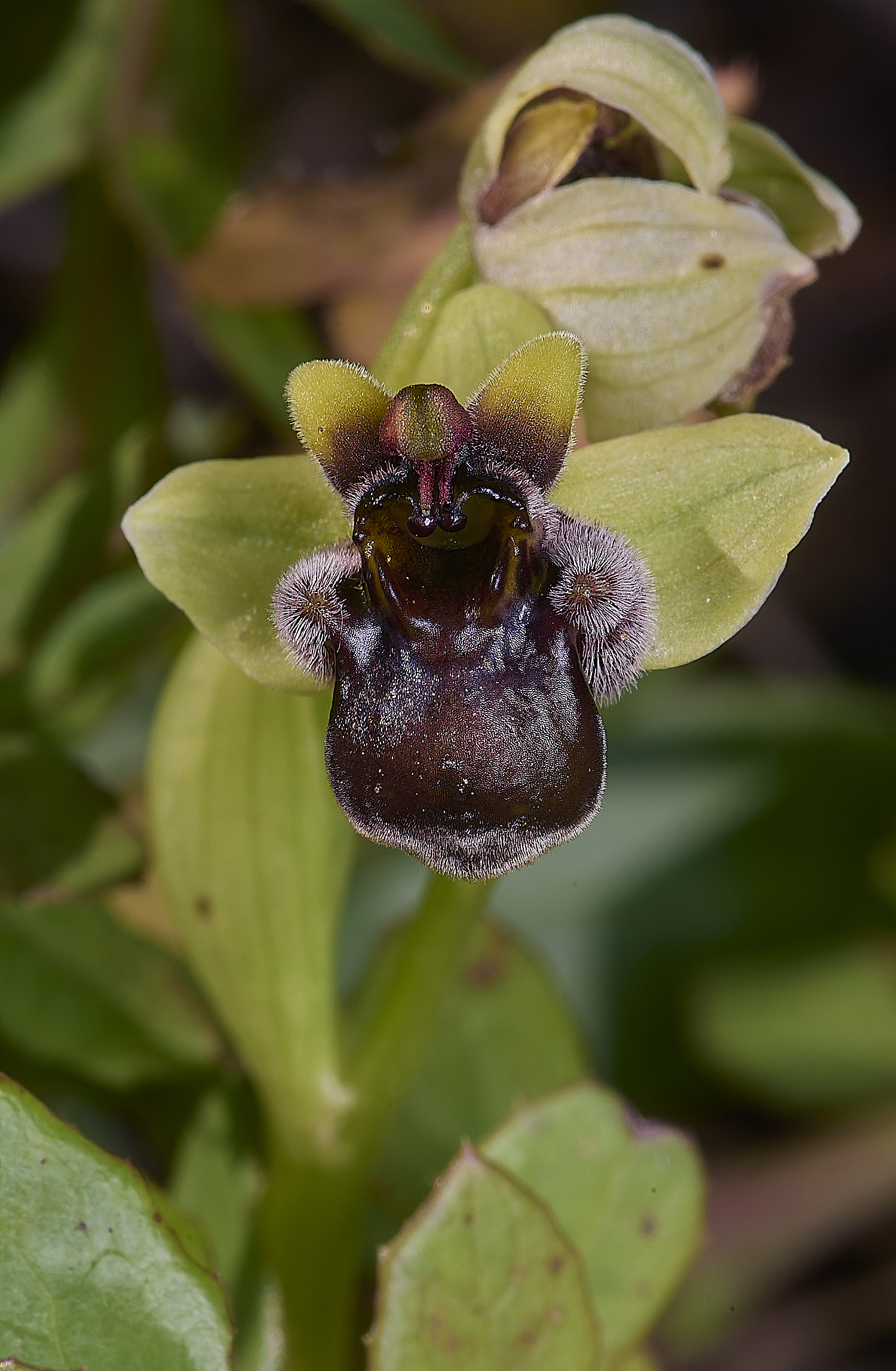 SagresObombyliflora260325-1-NEF-