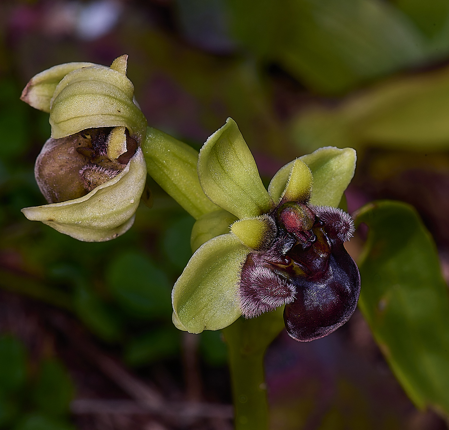 SagresObombyliflora260325-2-NEF-