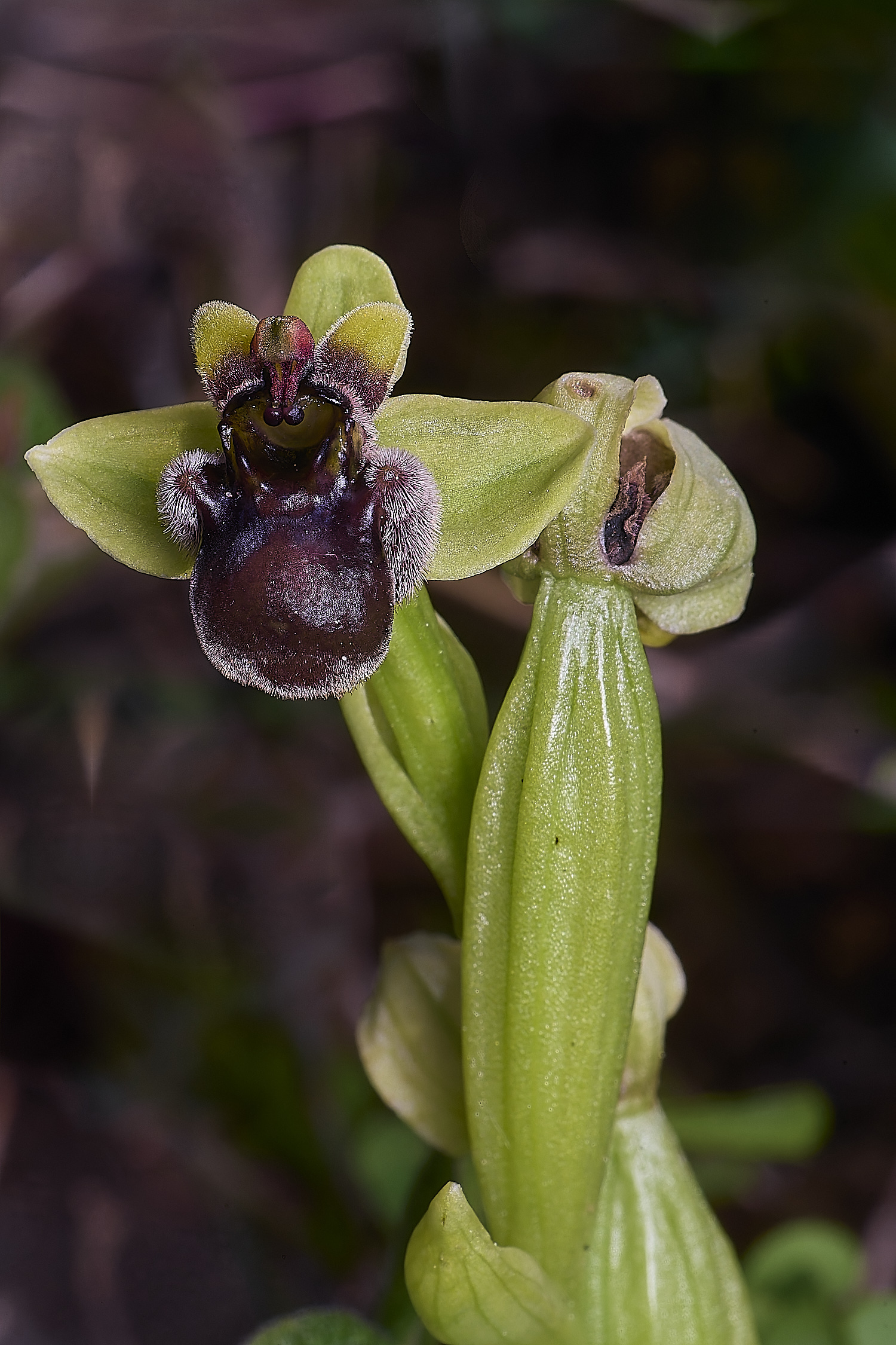 SagresObombyliflora260325-3-NEF-