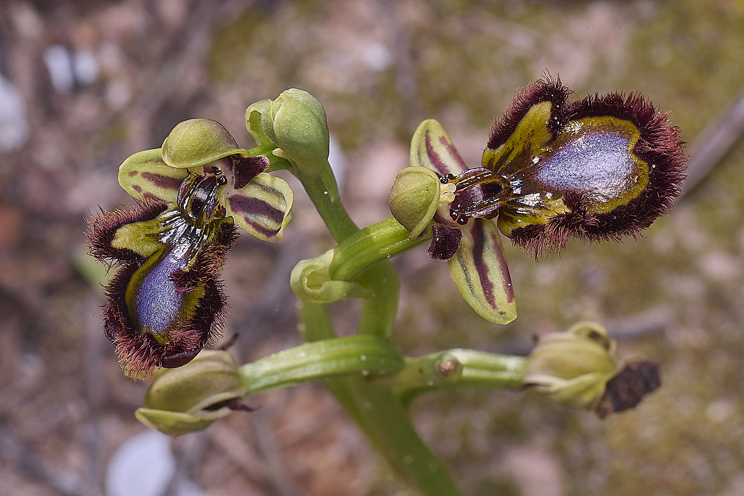 SagresOspeculum260325-1-NEF-