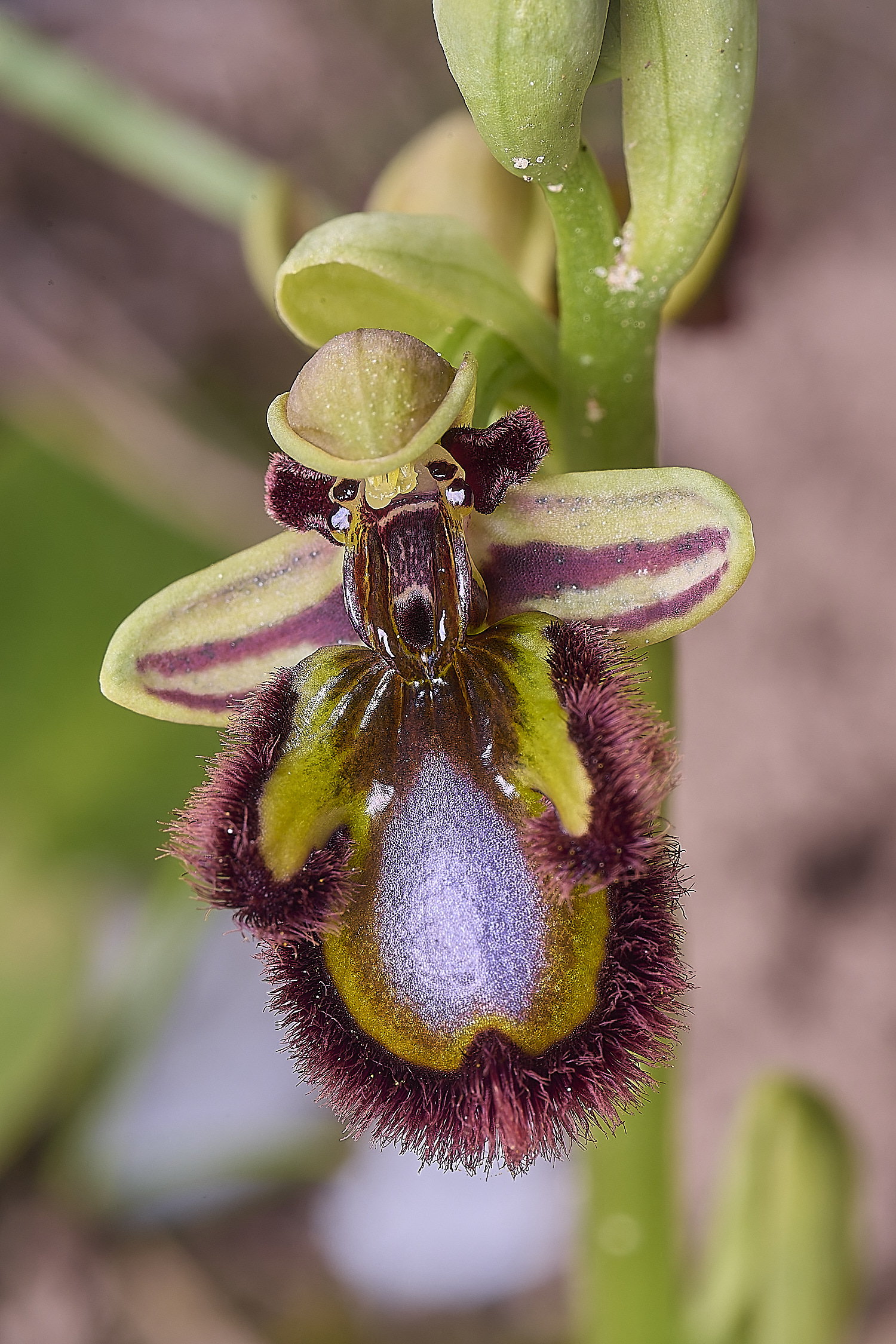 SagresOspeculum260325-2-NEF-